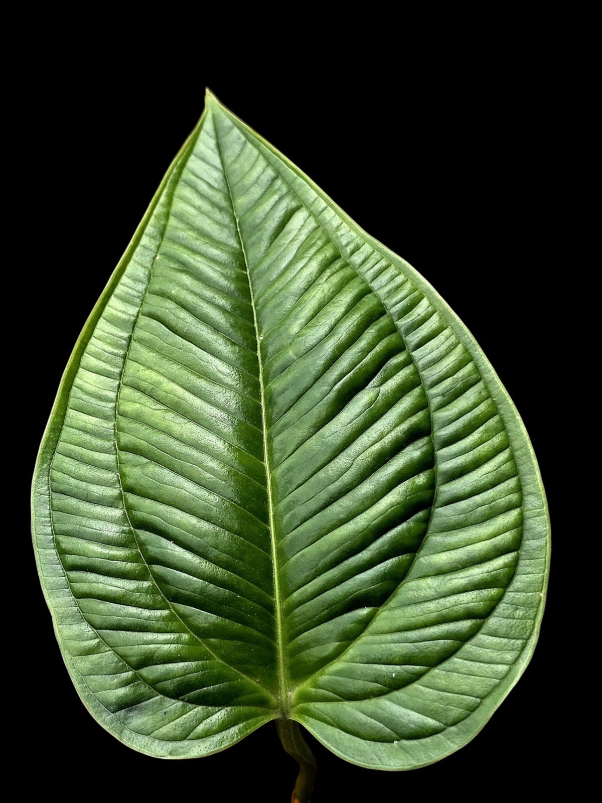 Anthurium Gaskinii Croat (EXACT PLANT)