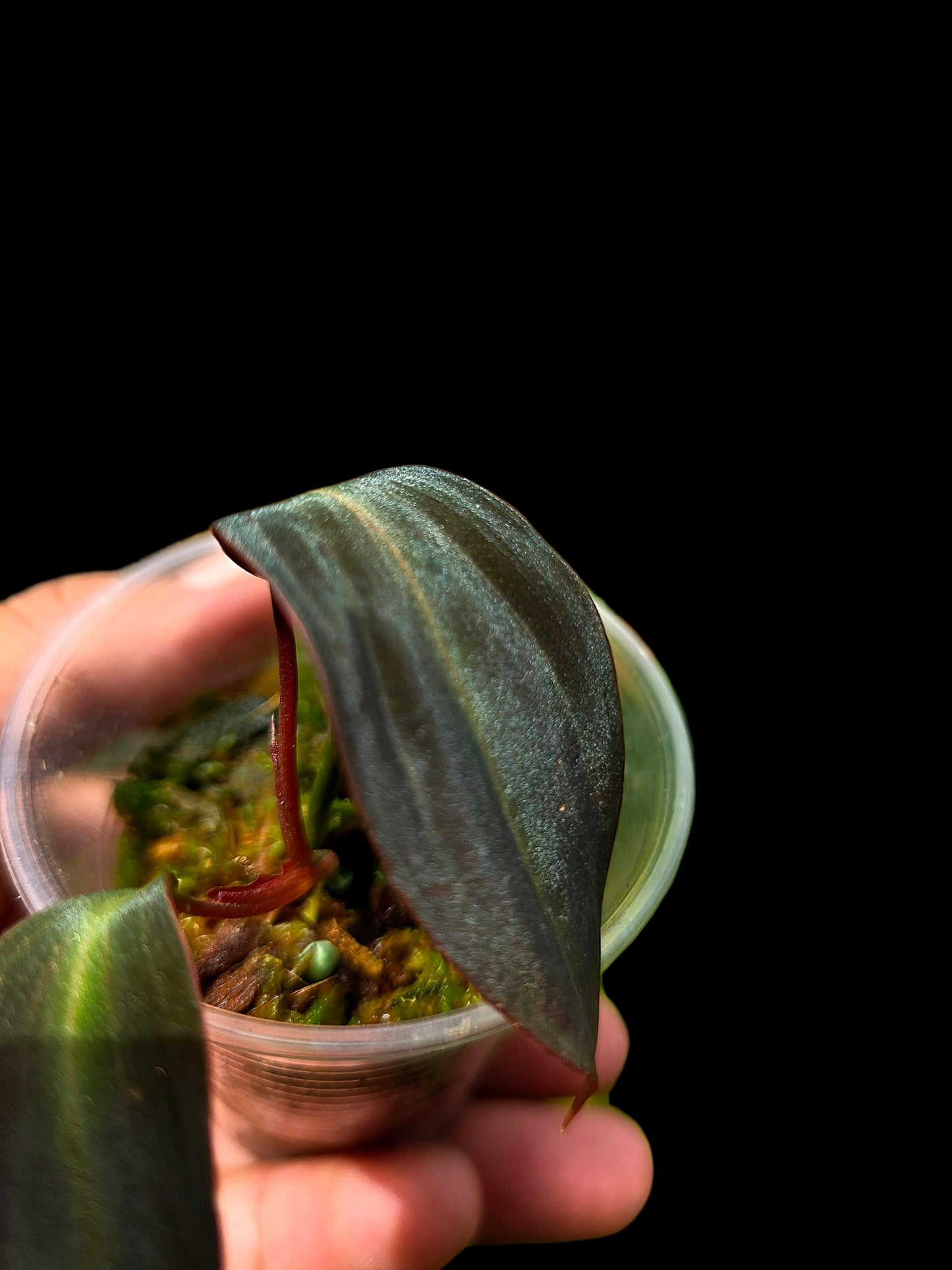 Philodendron sp. 'Peruvian Red Velvet Trilobe' (EXACT PLANT)