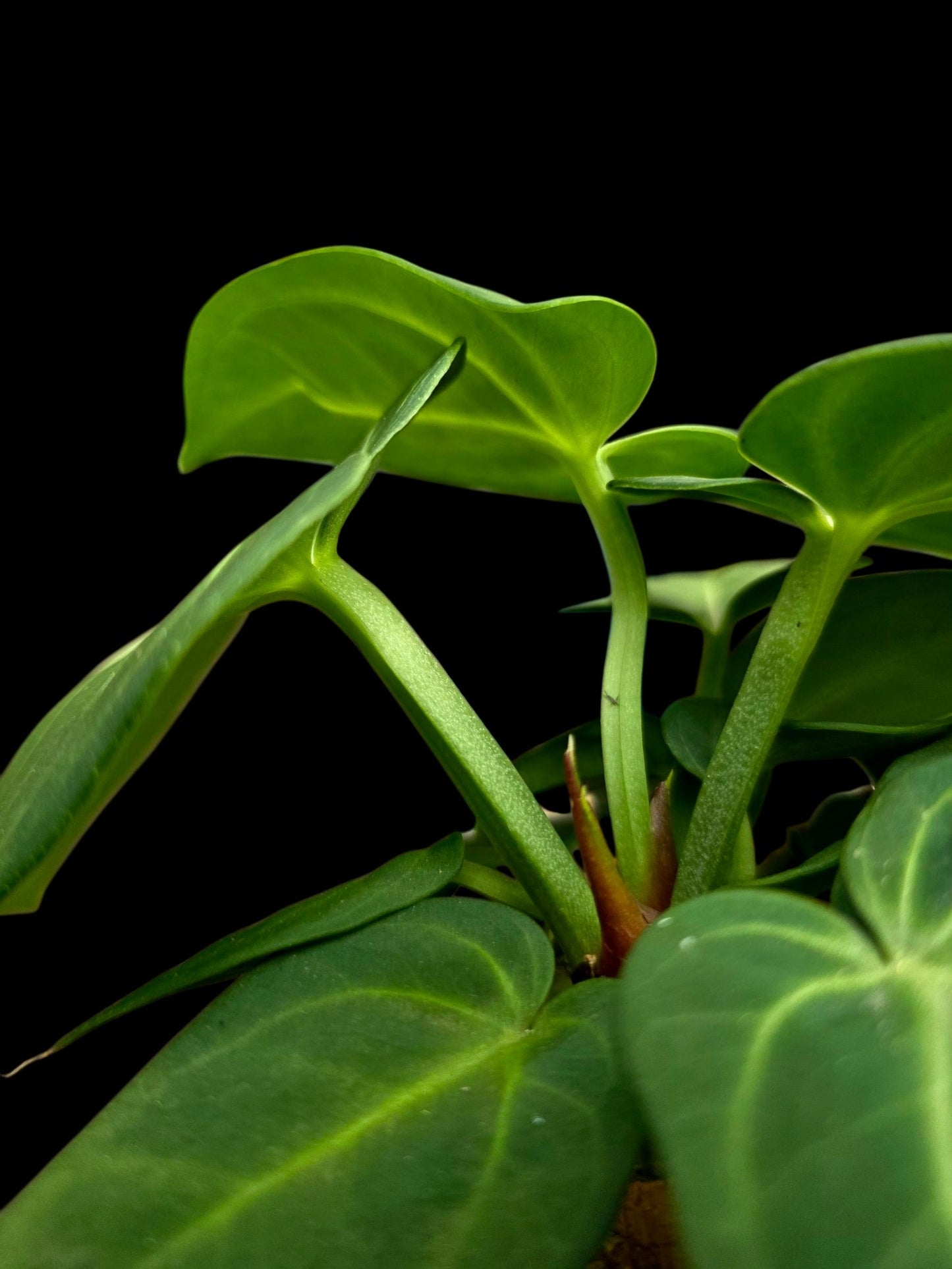 Anthurium Villenaorum with 9 Leaves (EXACT PLANT)