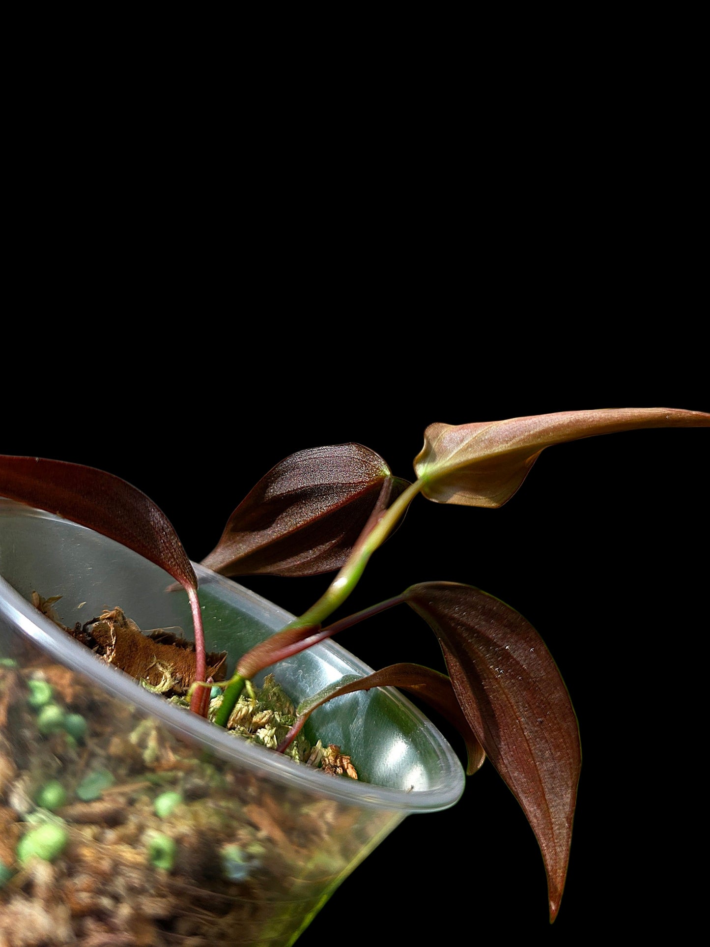 Philodendron sp. 'Peruvian Red Velvet Trilobe' (EXACT PLANT)