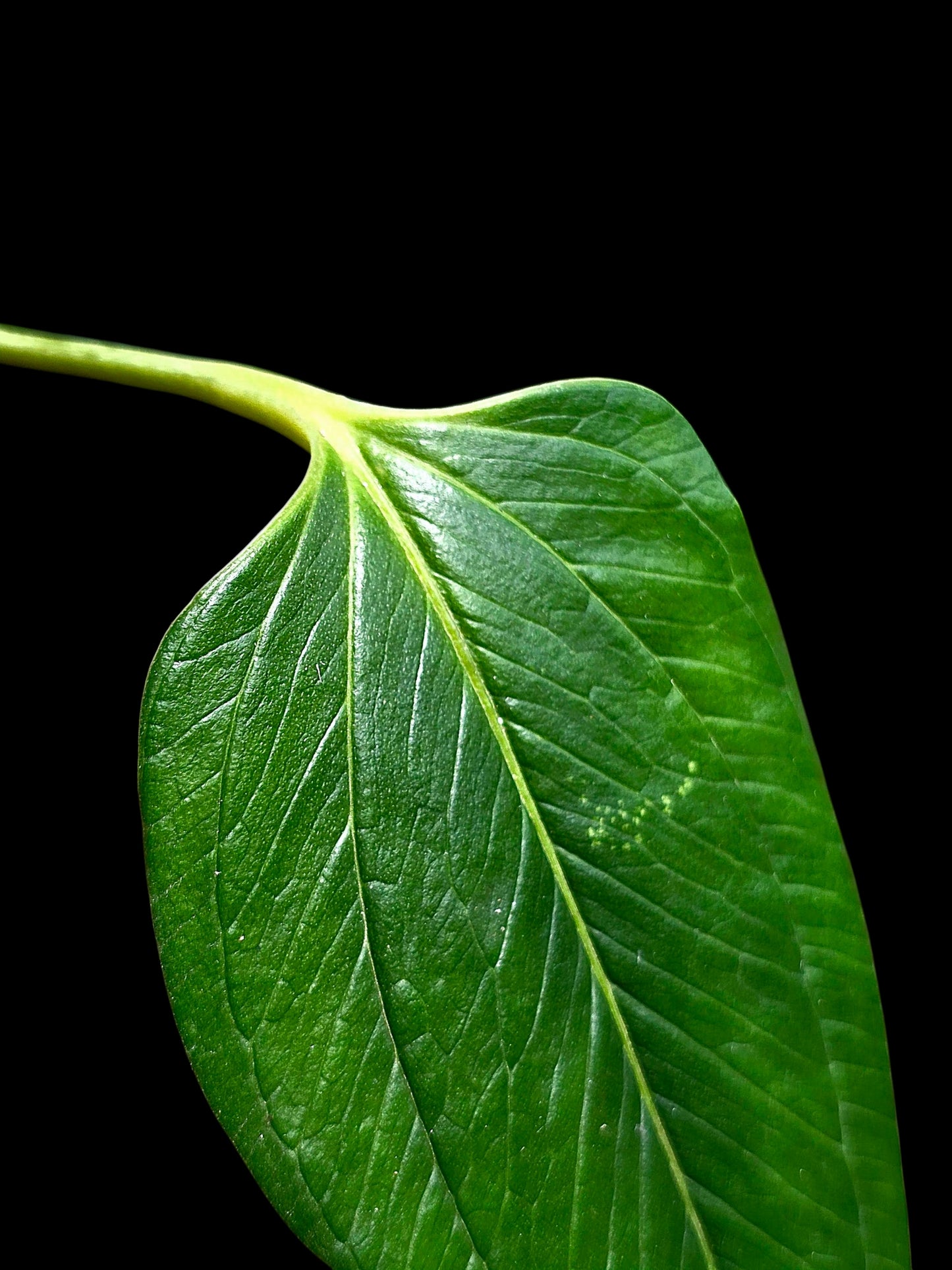 Anthurium sp. 'Indian Arrow' Wild Ecotype (EXACT PLANT)