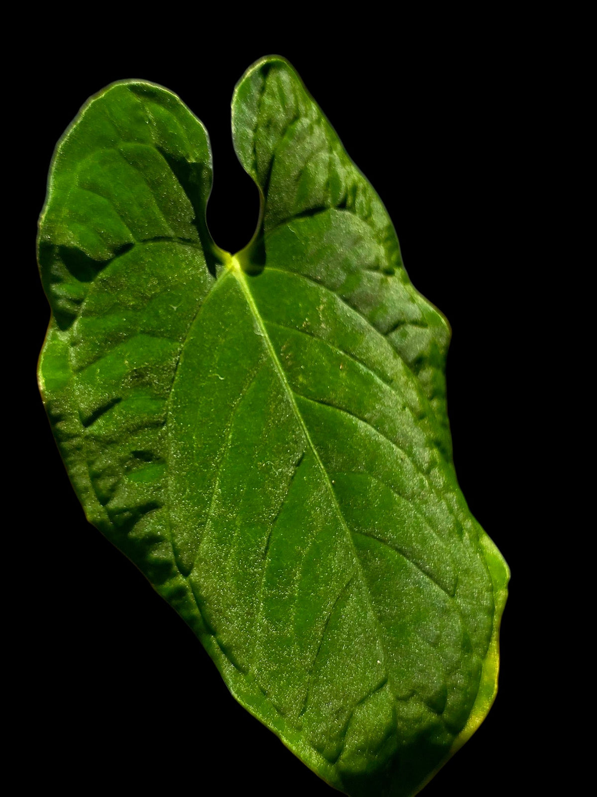Anthurium sp. 'Purple Velvet' Bullate Leaves (EXACT PLANT)