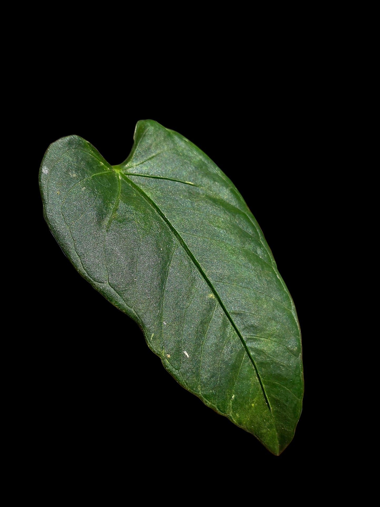 Anthurium sp. 'Cachiyacu Dark Velvet' Wild Ecotype (EXACT PLANT)