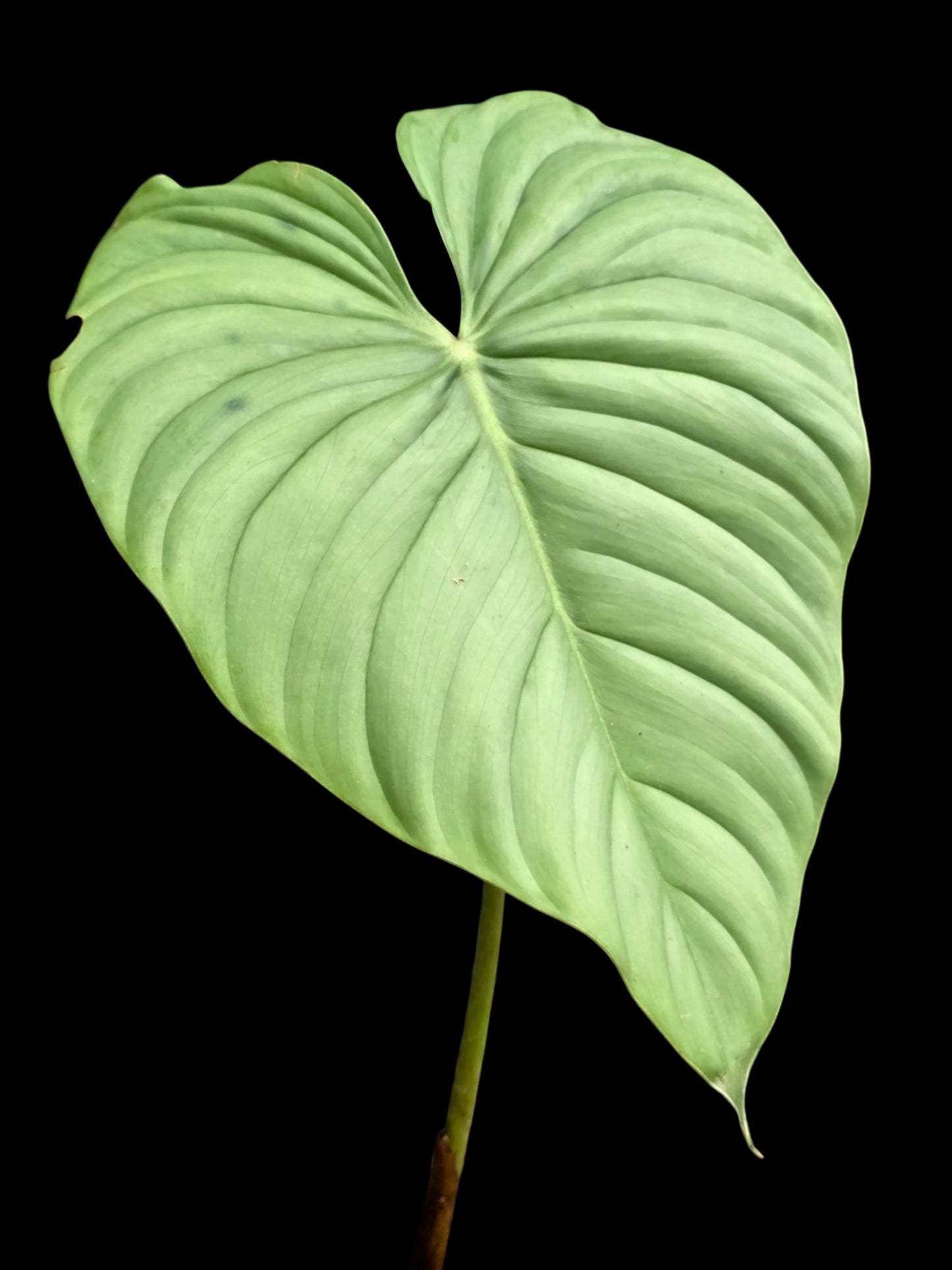 Philodendron sp. 'Silver Angel' (EXACT PLANT)