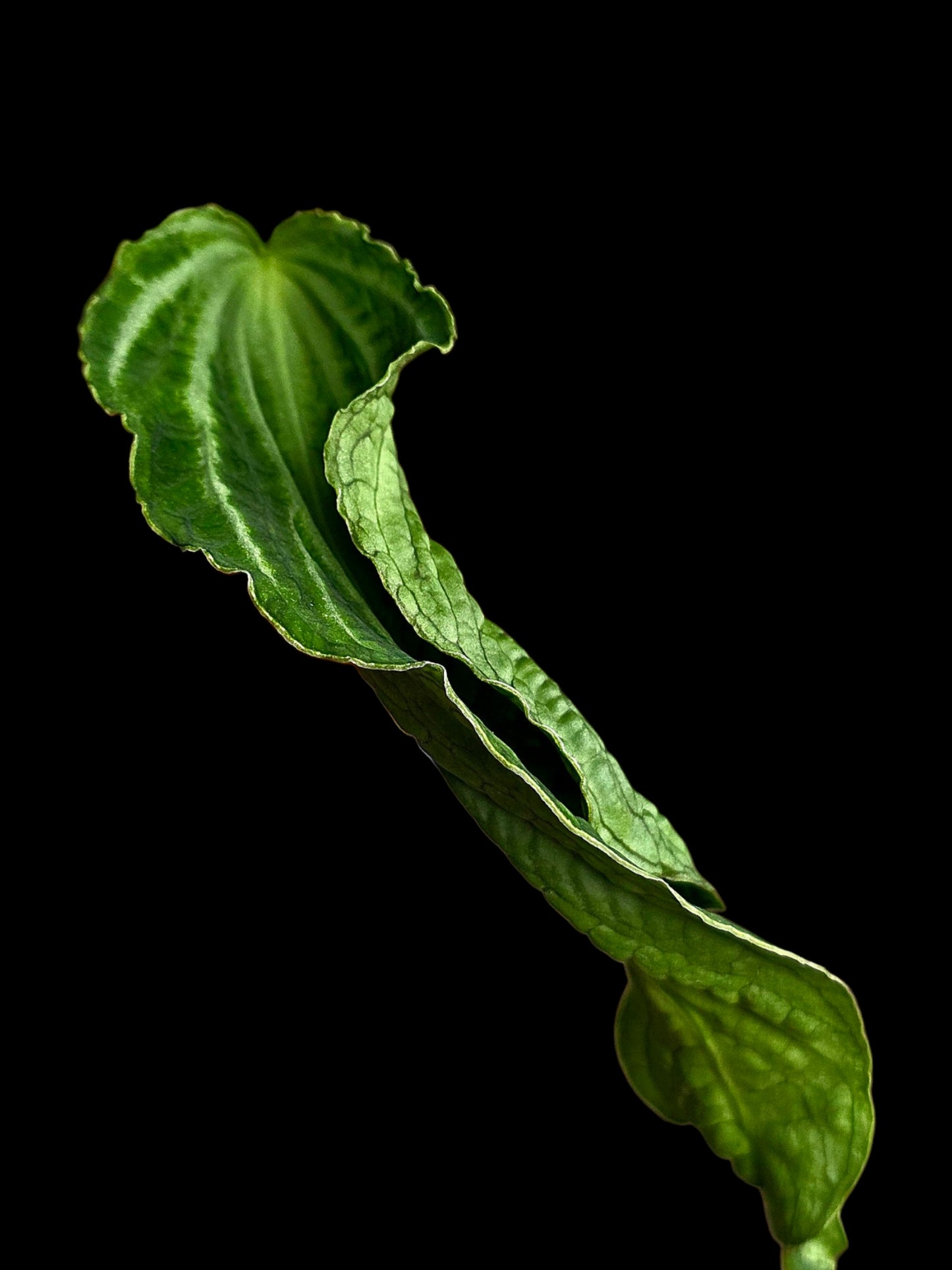 Anthurium sp. 'Andinum Lattice Crispus' Metamorphosis Phenotype (EXACT PLANT)