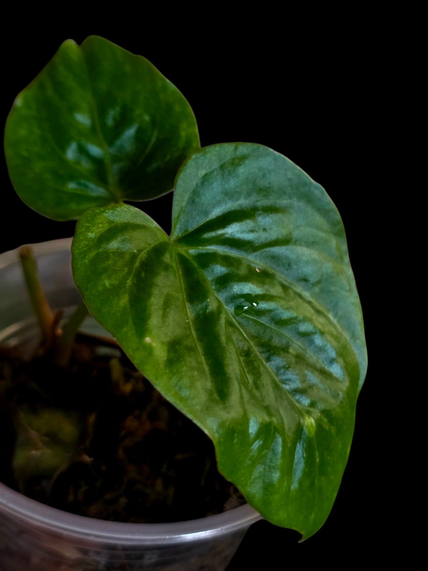 Anthurium Debilis  (EXACT PLANT)