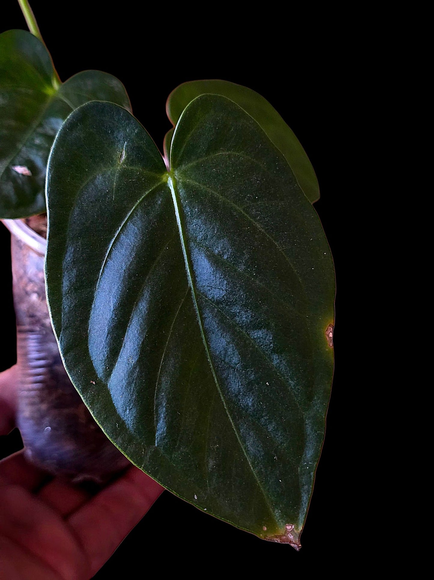 Anthurium sp. 'Peru Dark' (EXACT PLANT)
