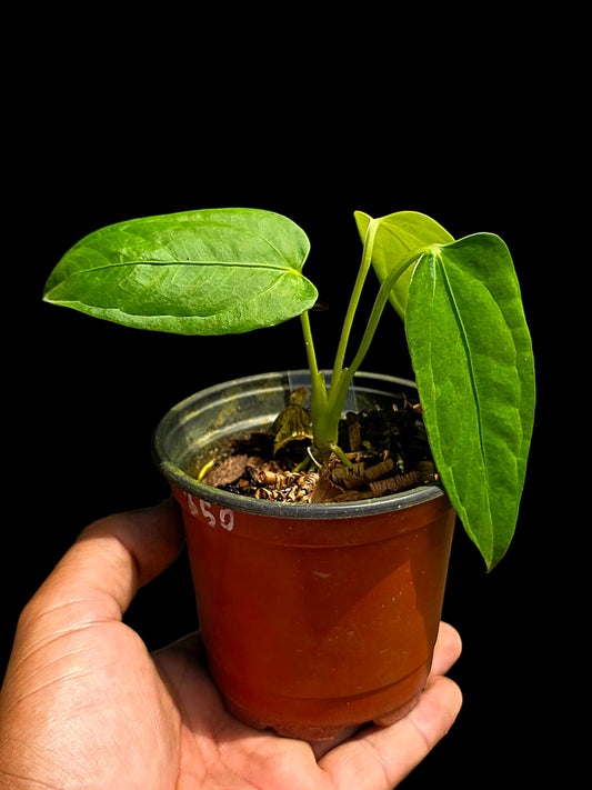 Anthurium sp. 'Cachiyacu Velvet' Wild Ecotype (EXACT PLANT)