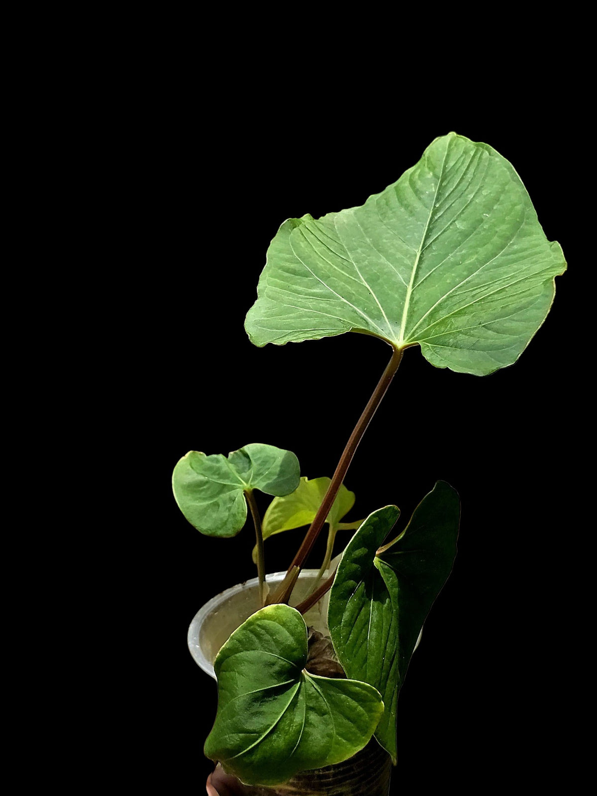 Anthurium sp. 'Kunayala Glow' Native to Panama (EXACT PLANT)