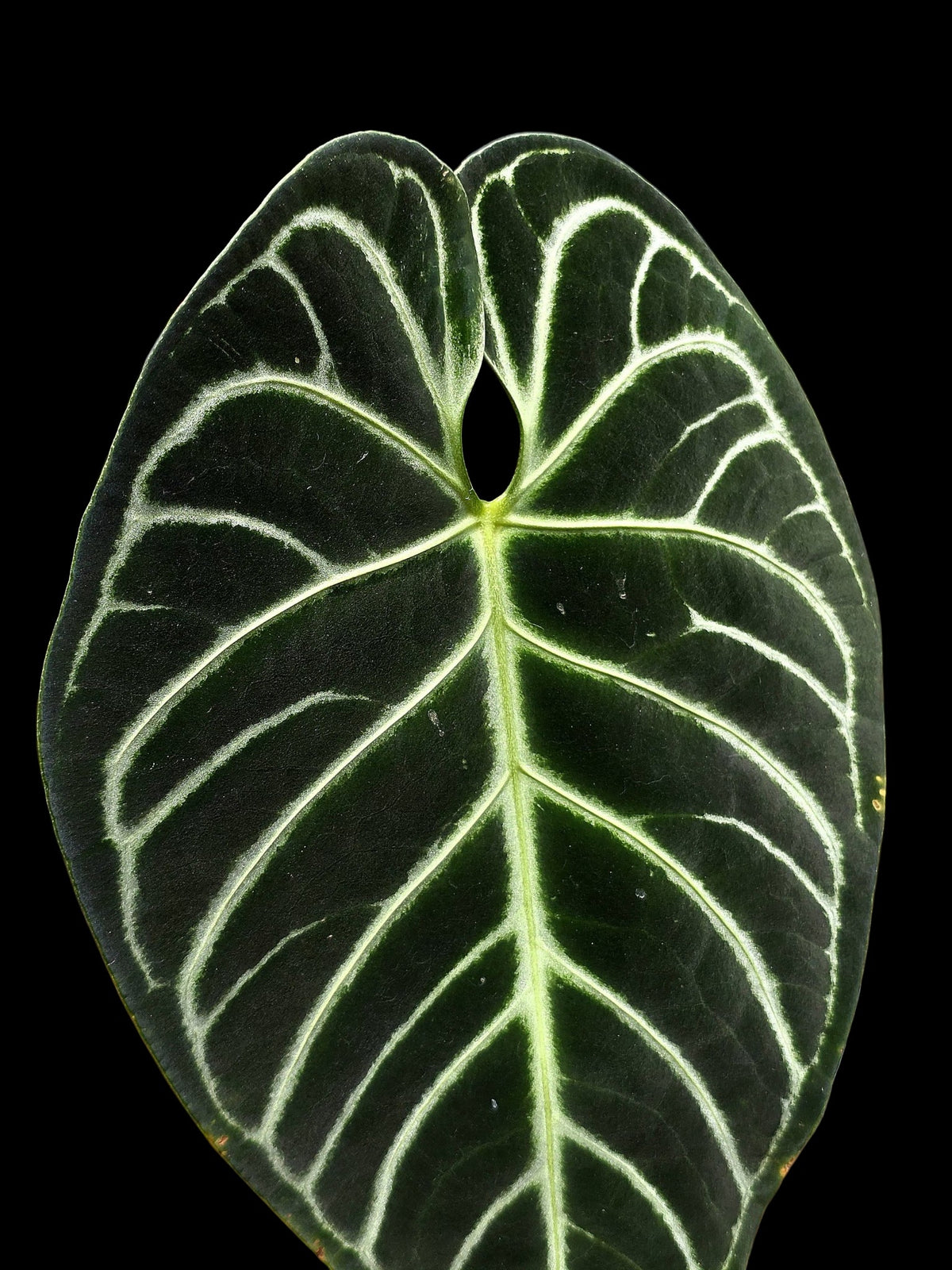 Anthurium Regale White Stripes (EXACT PLANT)