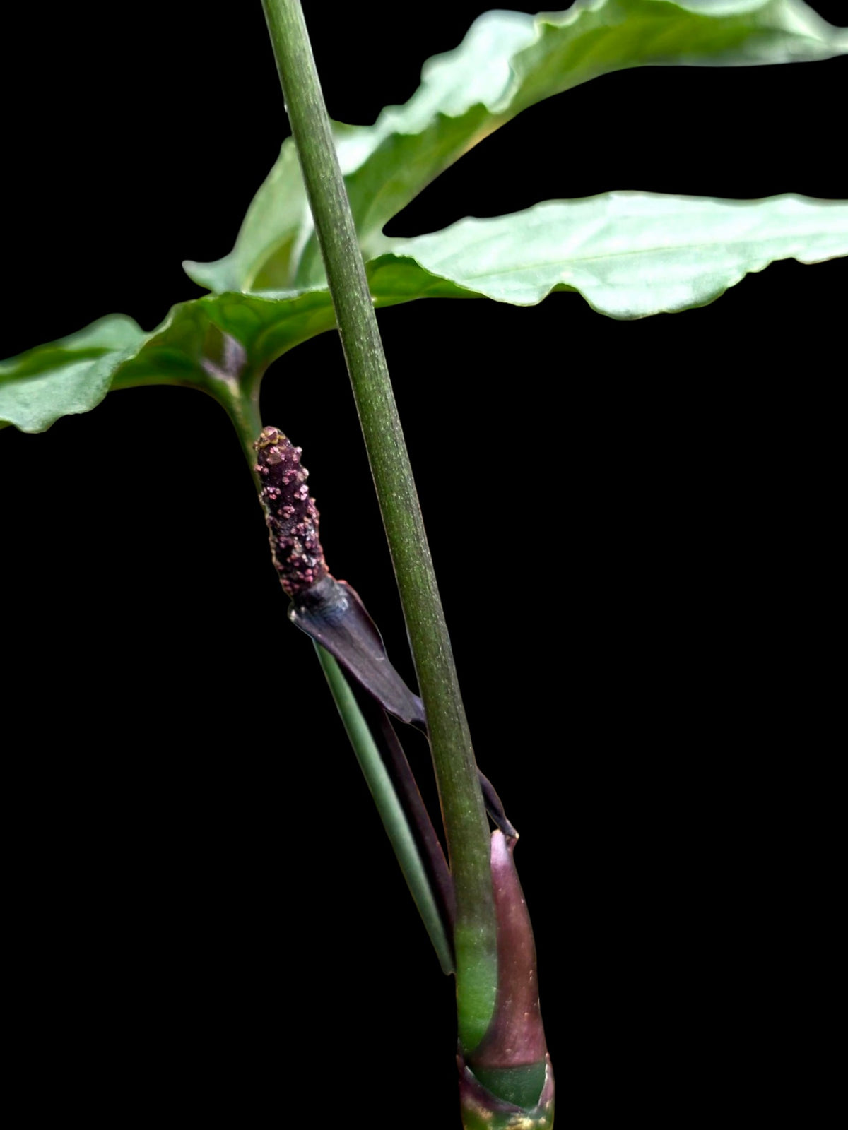 Anthurium sp. 'Abiseo Silver Fingers' (EXACT PLANT)