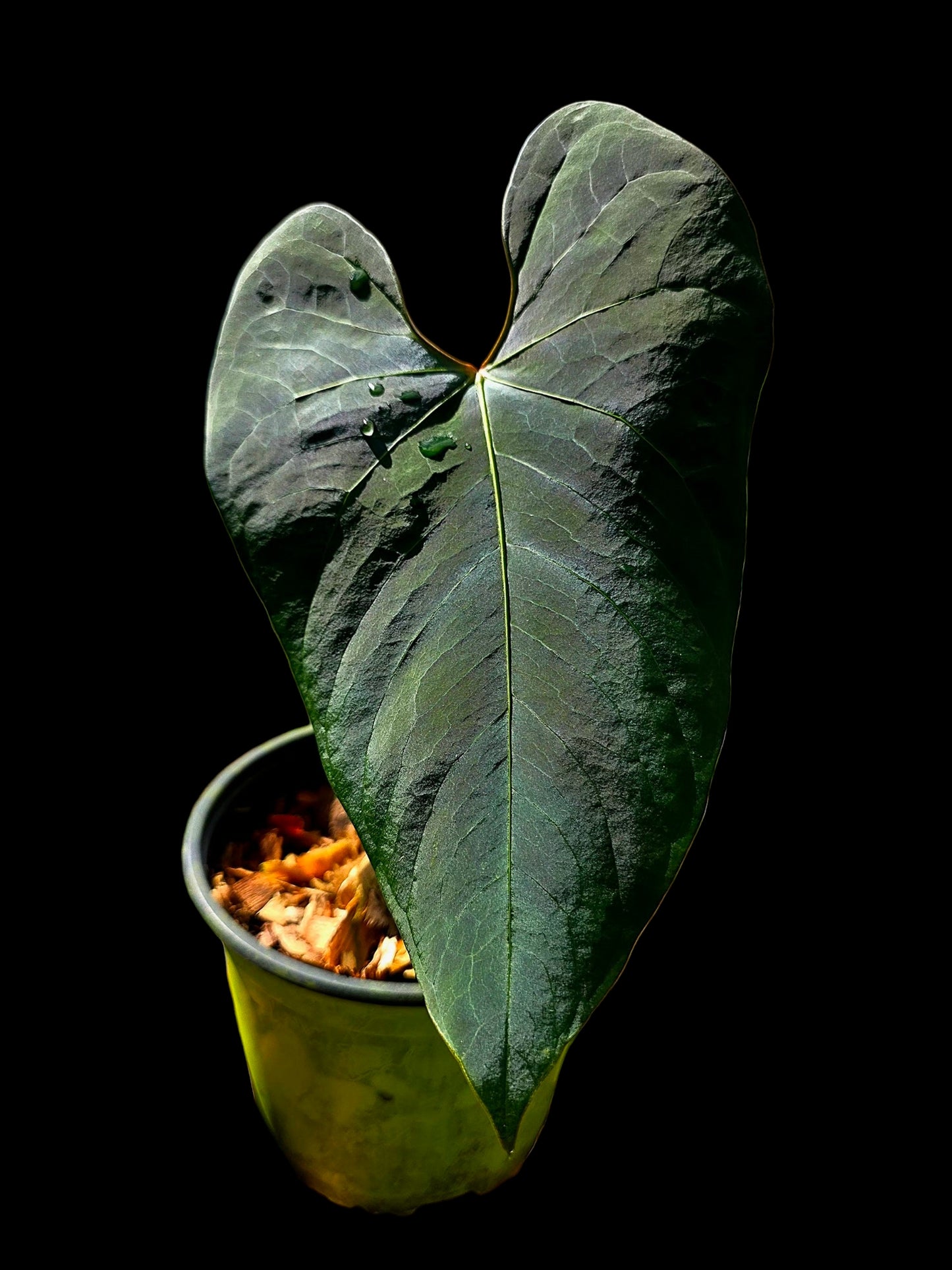 Anthurium sp. 'Huanuco Dark Velvet' Wild Ecotype (EXACT PLANT)
