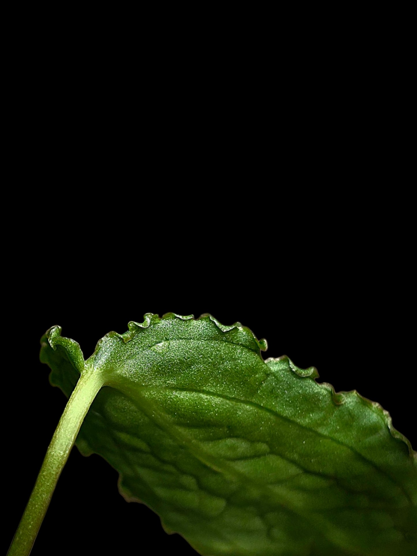 Anthurium sp. 'Andinum Lattice Crispus' Metamorphosis Phenotype (EXACT PLANT)