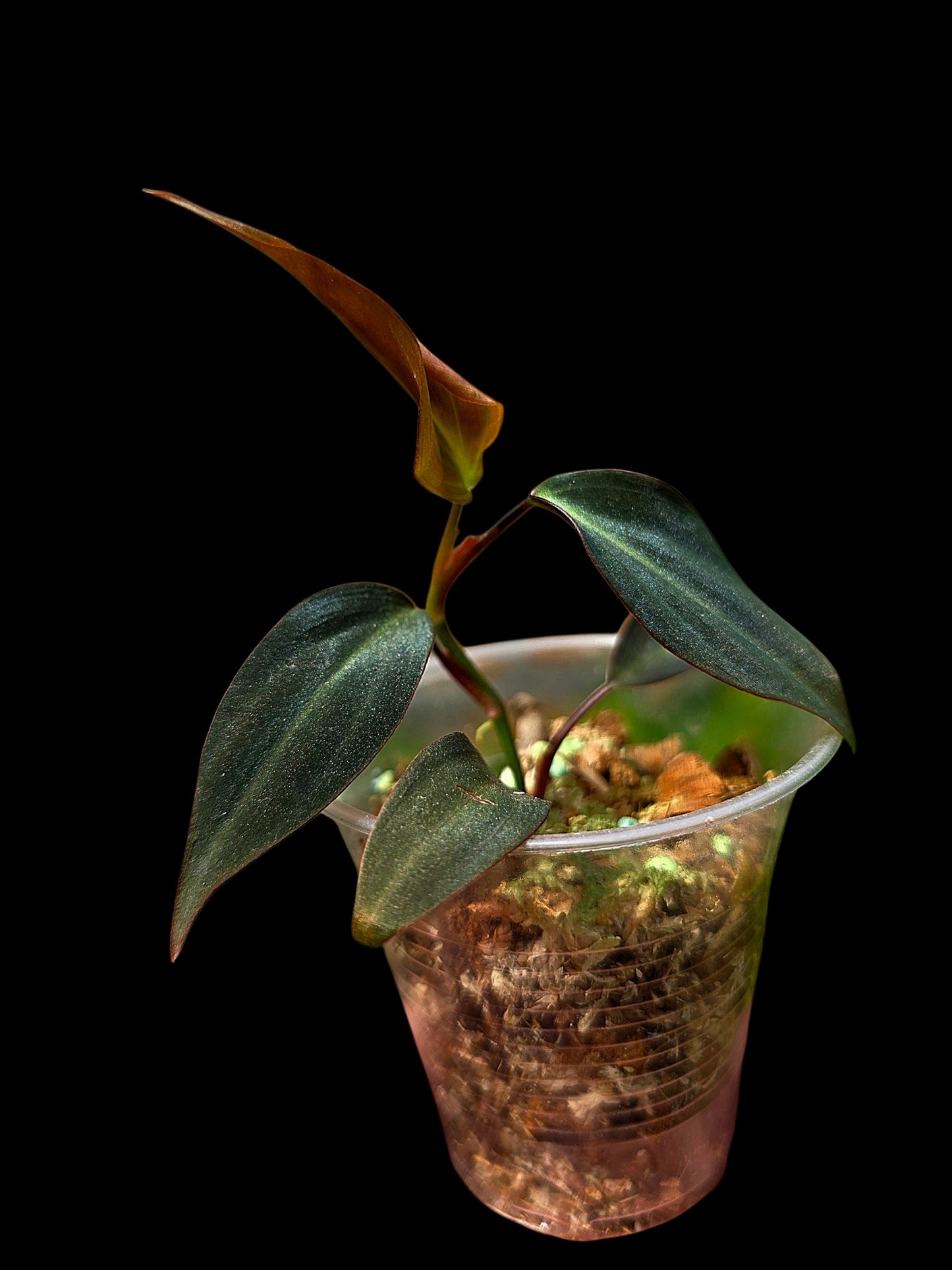 Philodendron sp. 'Peruvian Red Velvet Trilobe' (EXACT PLANT)