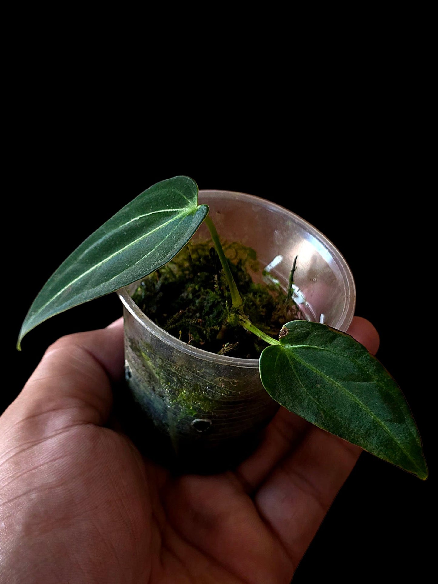Anthurium Warocqueanum X Crystallinum (EXACT PLANT)