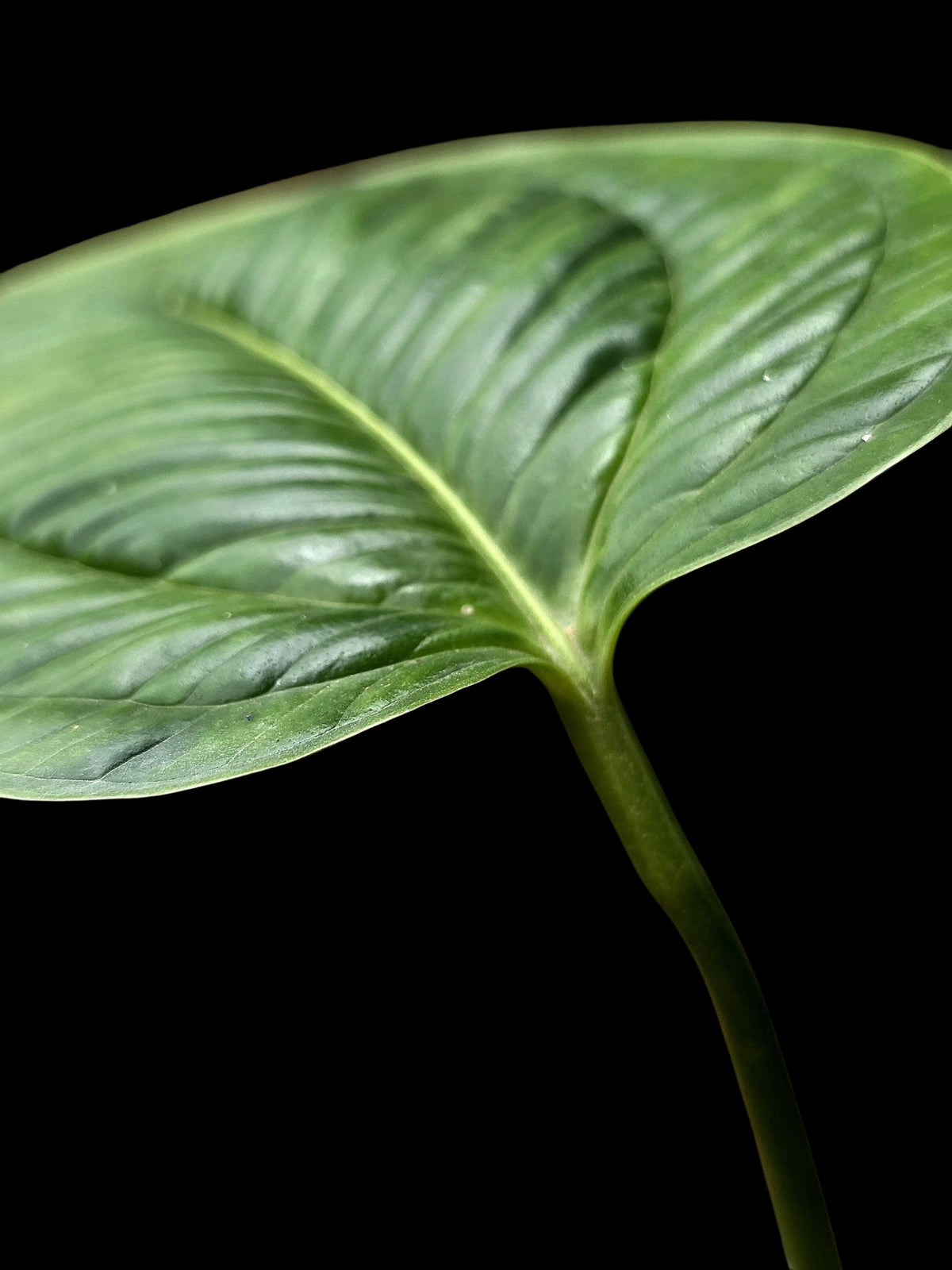 Anthurium Gaskinii Croat (EXACT PLANT)