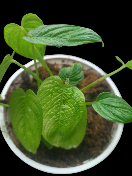 Philodendron Lynnhannoniae Small Size (EXACT PLANT)