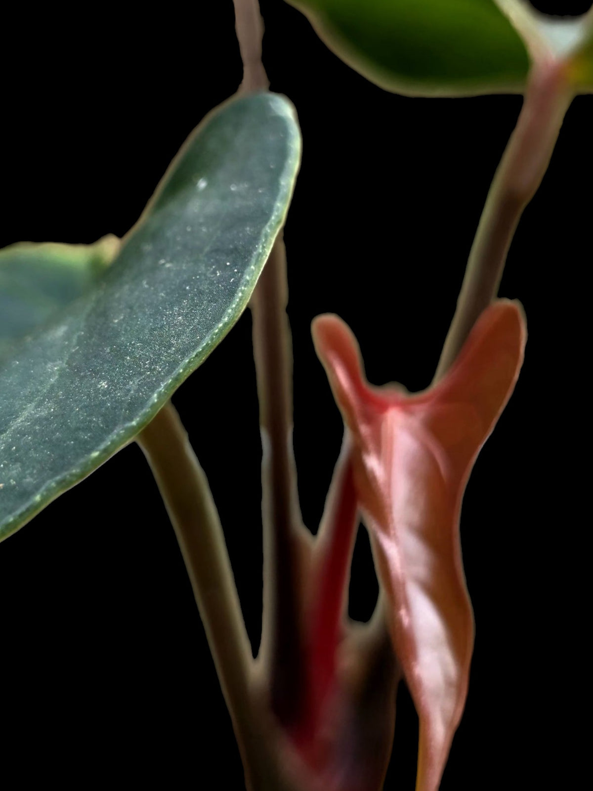 Anthurium sp. 'Huanuco Dark Velvet' Wild Ecotype (EXACT PLANT)