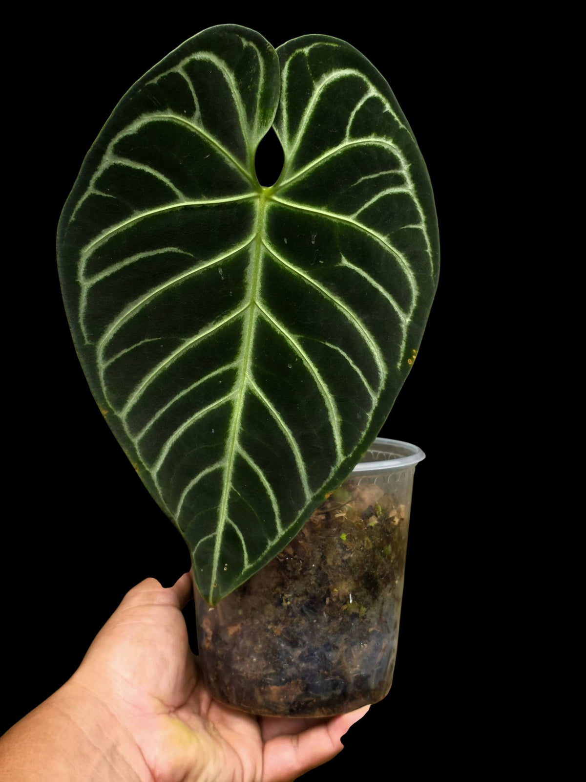 Anthurium Regale White Stripes (EXACT PLANT)