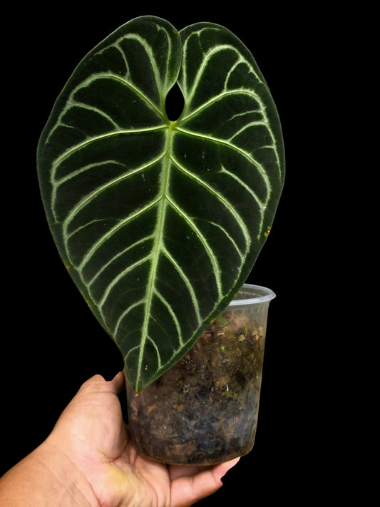 Anthurium Regale White Stripes (EXACT PLANT)