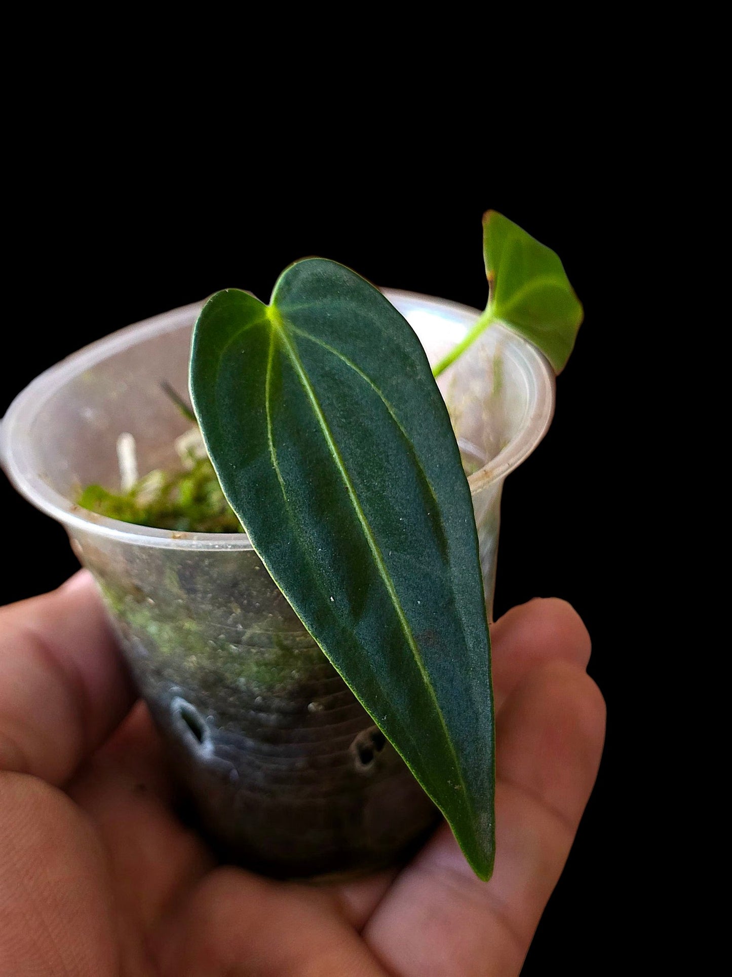 Anthurium Warocqueanum X Crystallinum (EXACT PLANT)