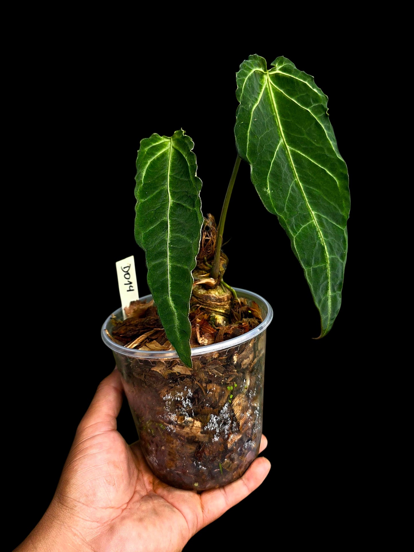 Anthurium sp. 'Andinum Lattice Crispus' Metamorphosis Phenotype (EXACT PLANT)