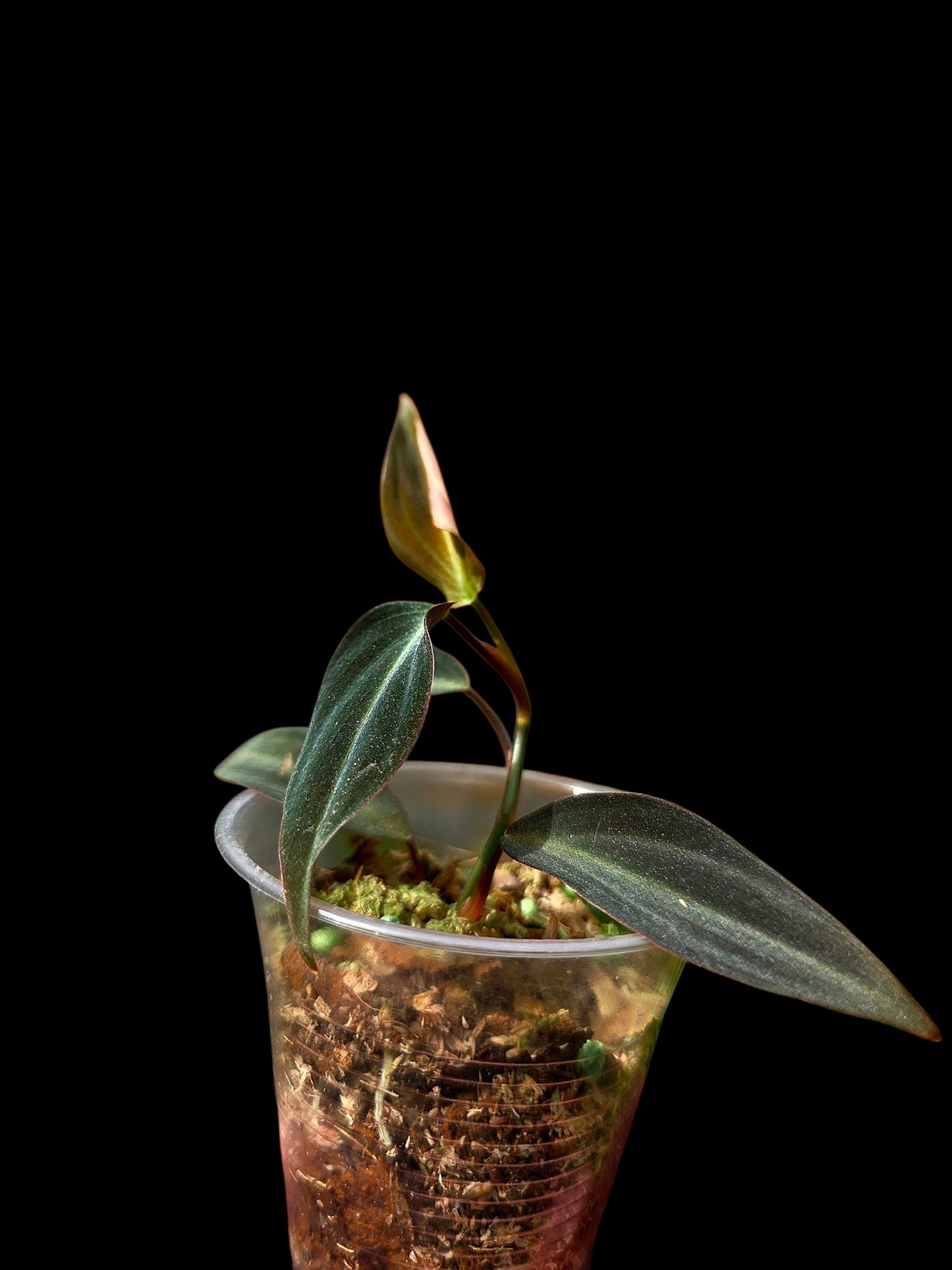 Philodendron sp. 'Peruvian Red Velvet Trilobe' (EXACT PLANT)