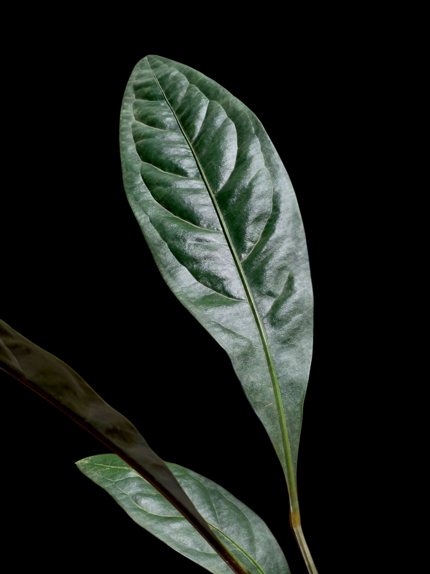 Anthurium Superbum subsp. Brentberlinii Croat (EXACT PLANT)