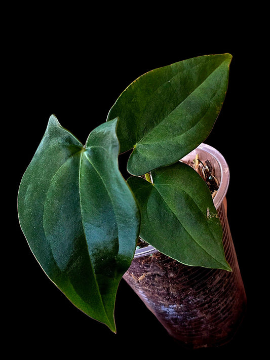 Anthurium Dressleri X Papillilaminum (EXACT PLANT)