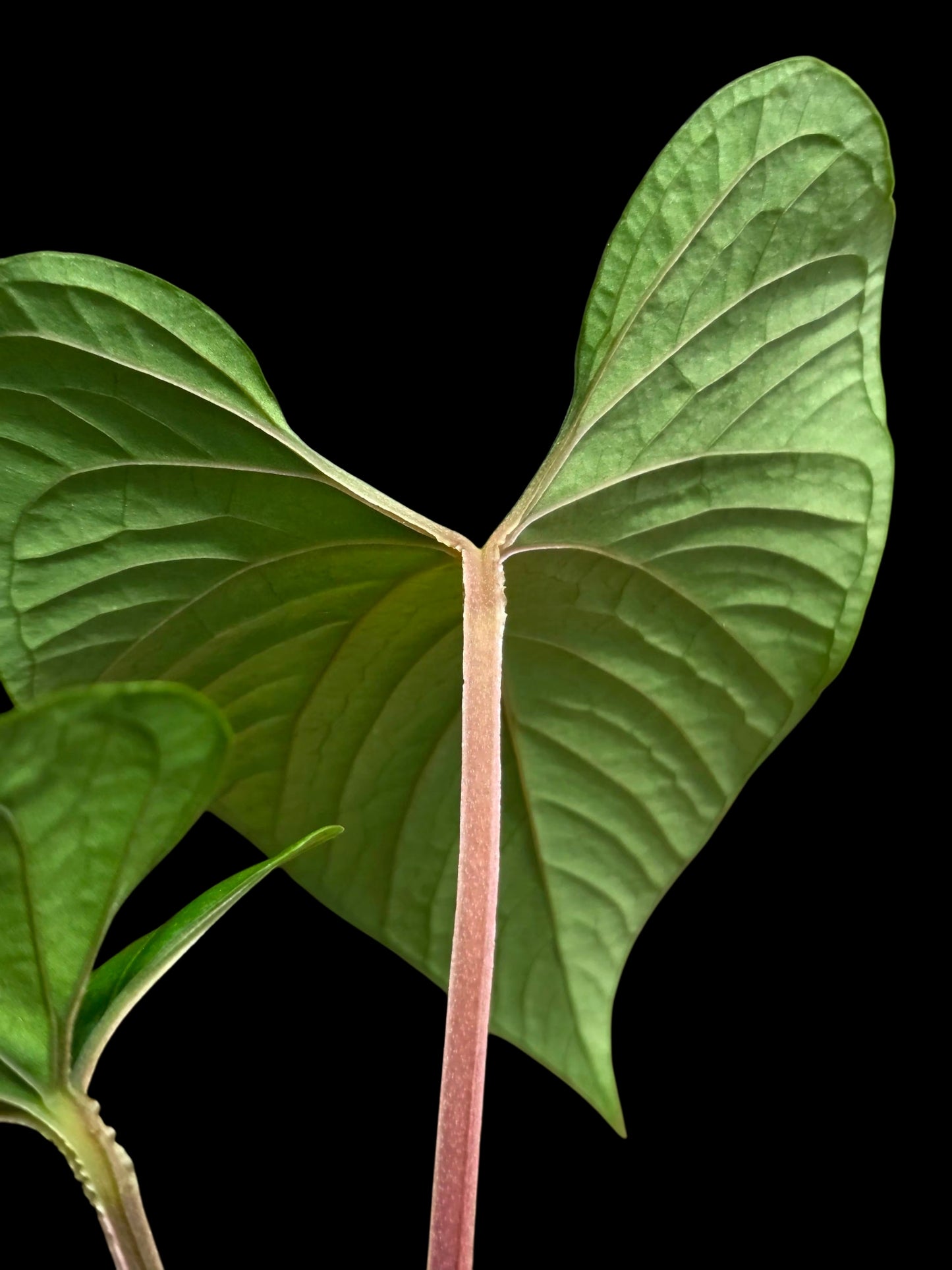 Anthurium sp. "Kunayala Glow" with 2 Leaves (EXACT PLANT)