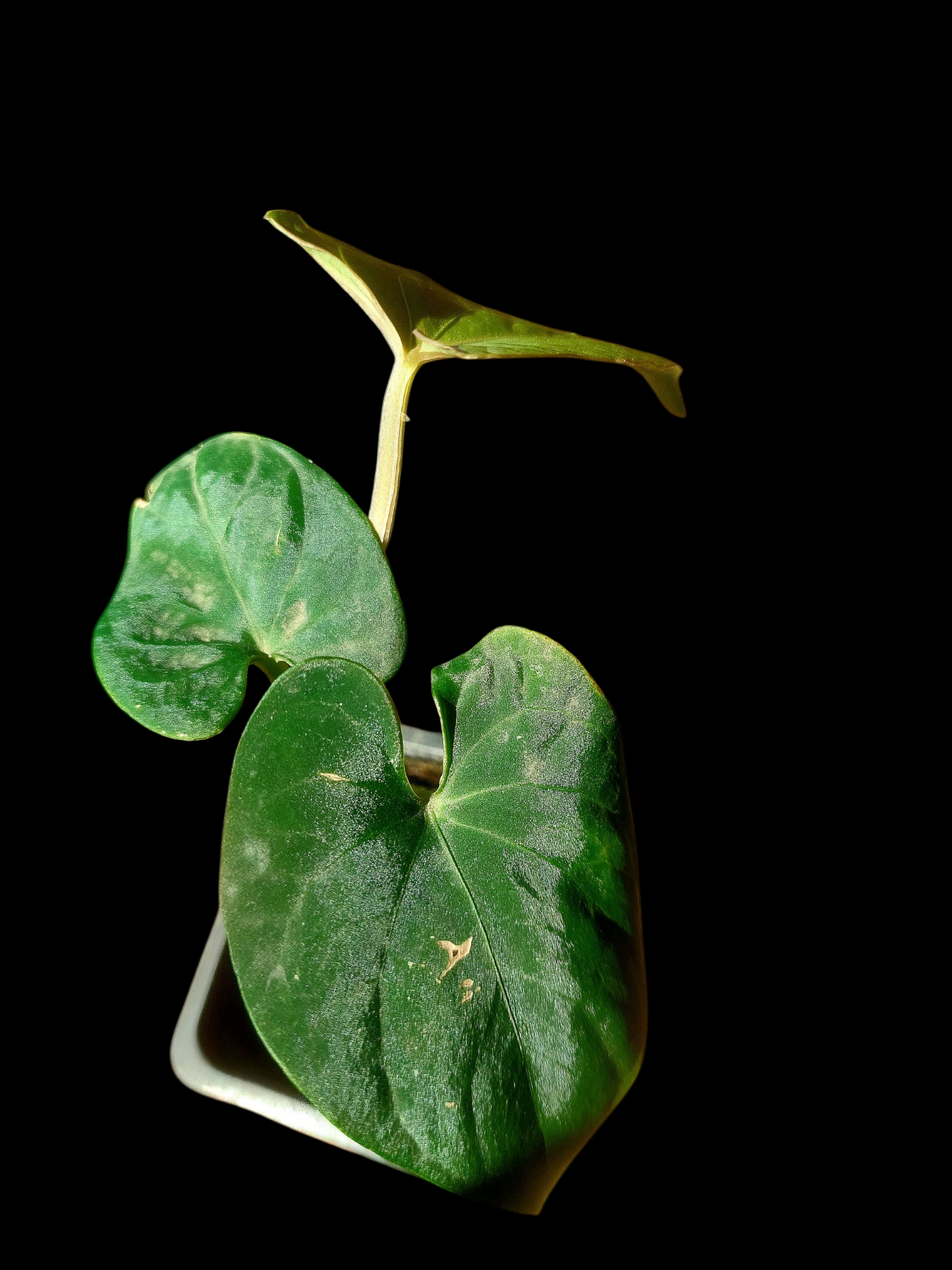 Anthurium sp. 'Huanuco Velvet' Wild Ecotype (EXACT PLANT)