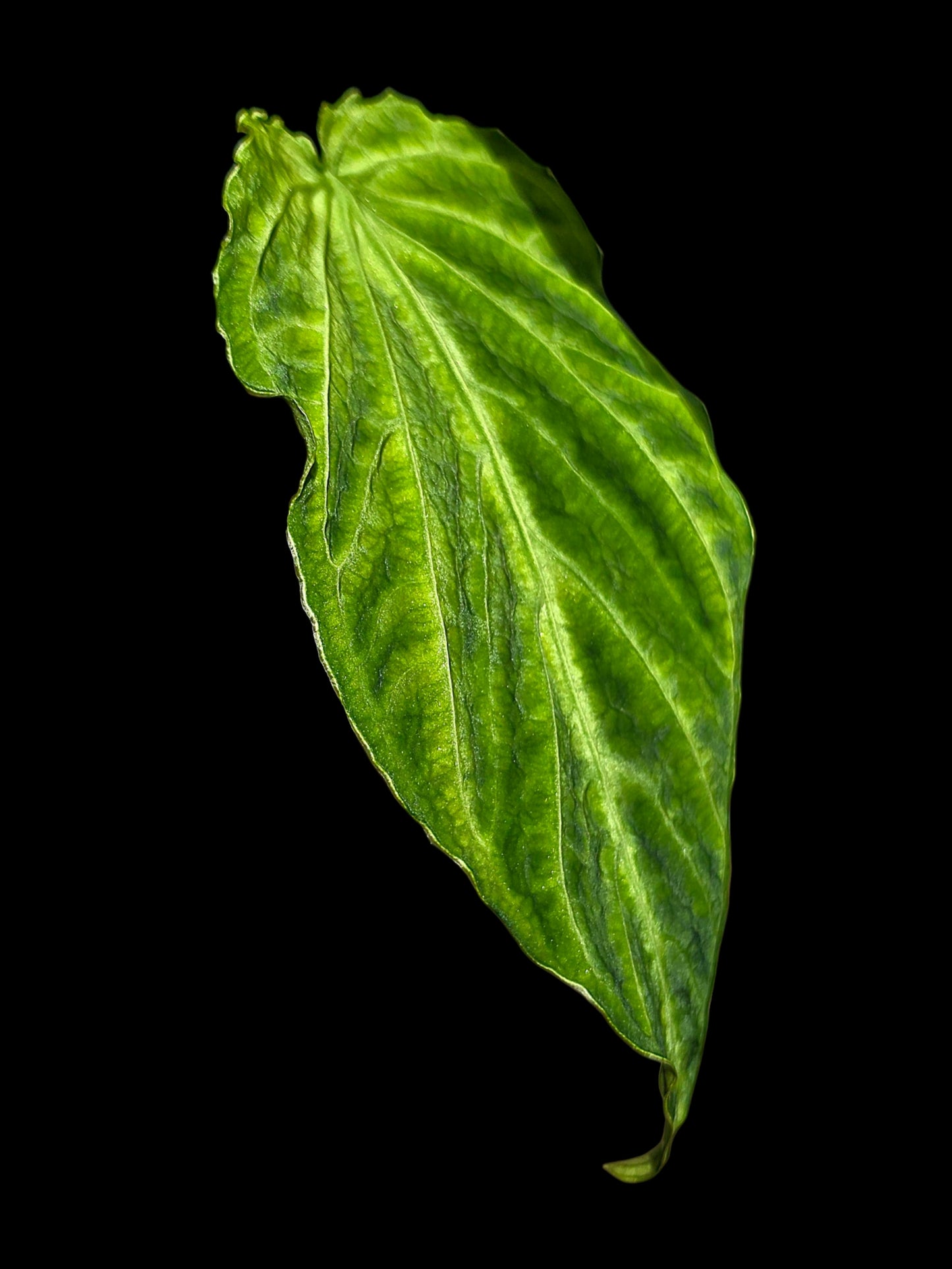 Anthurium sp. 'Andinum Lattice Crispus' Metamorphosis Phenotype (EXACT PLANT)