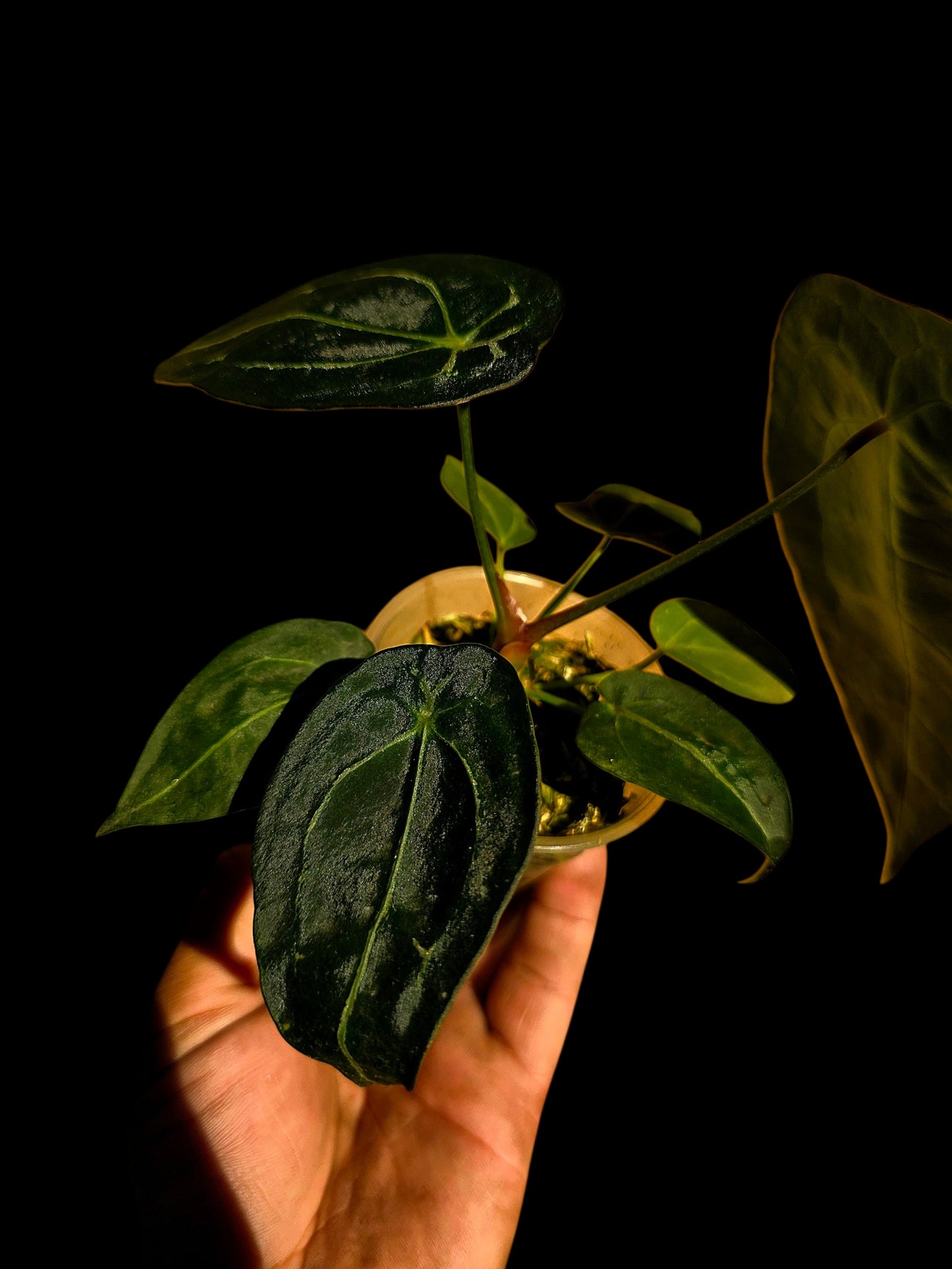 Anthurium Forgetii Narrow Form (EXACT PLANT)