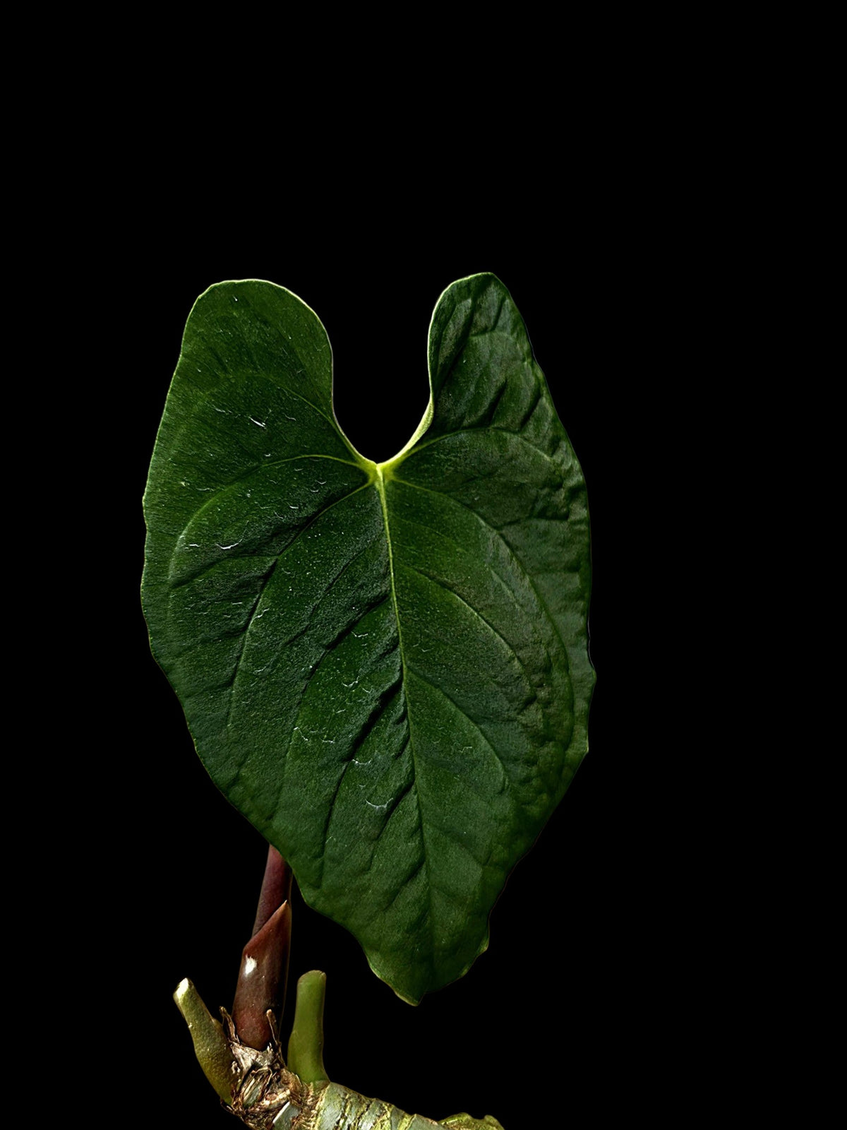 Anthurium sp. 'Purple Velvet' Bullate Leaves (EXACT PLANT)