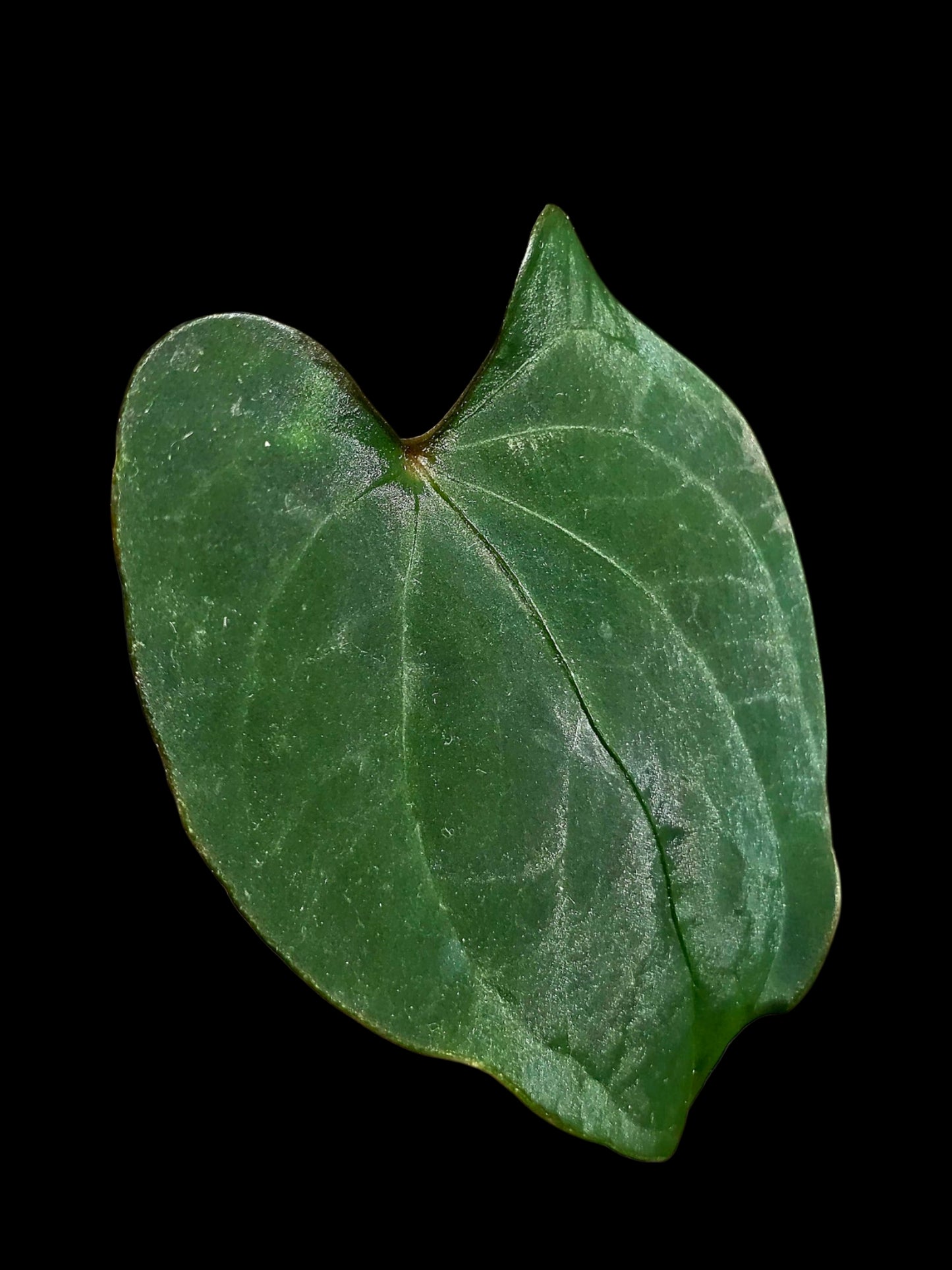 Anthurium sp. 'Huanuco Velvet' (EXACT PLANT)