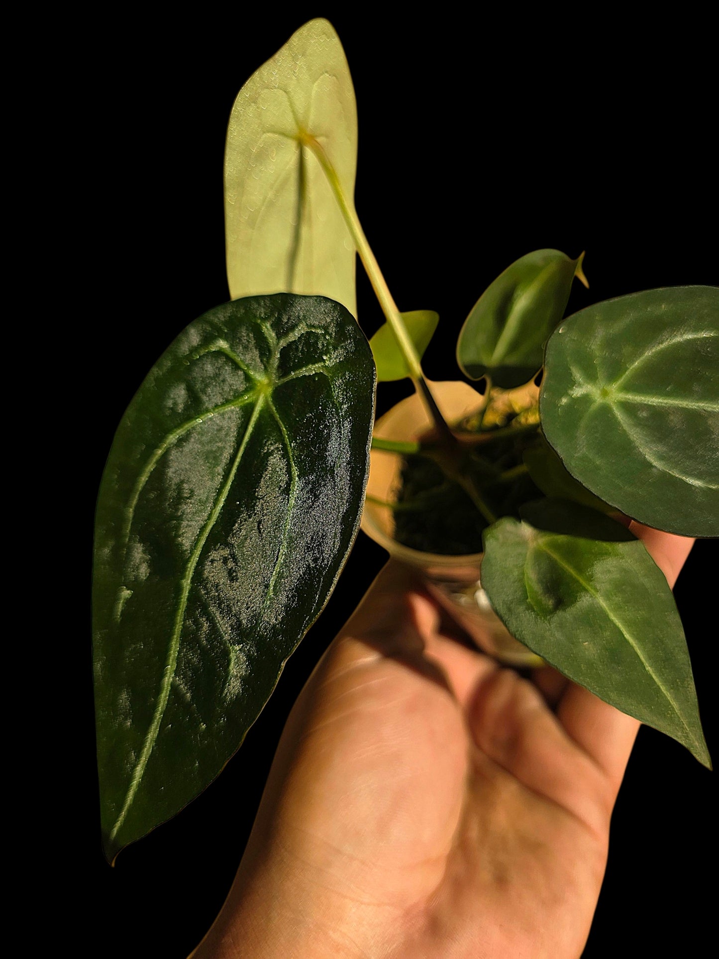 Anthurium Forgetii Narrow Form (EXACT PLANT)