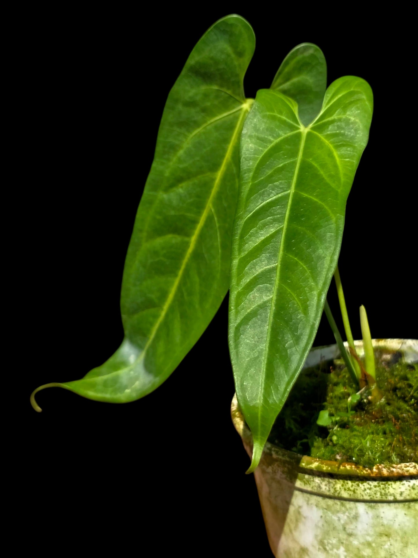Anthurium sp. 'Verdesino' Wild Ecotype (EXACT PLANT)
