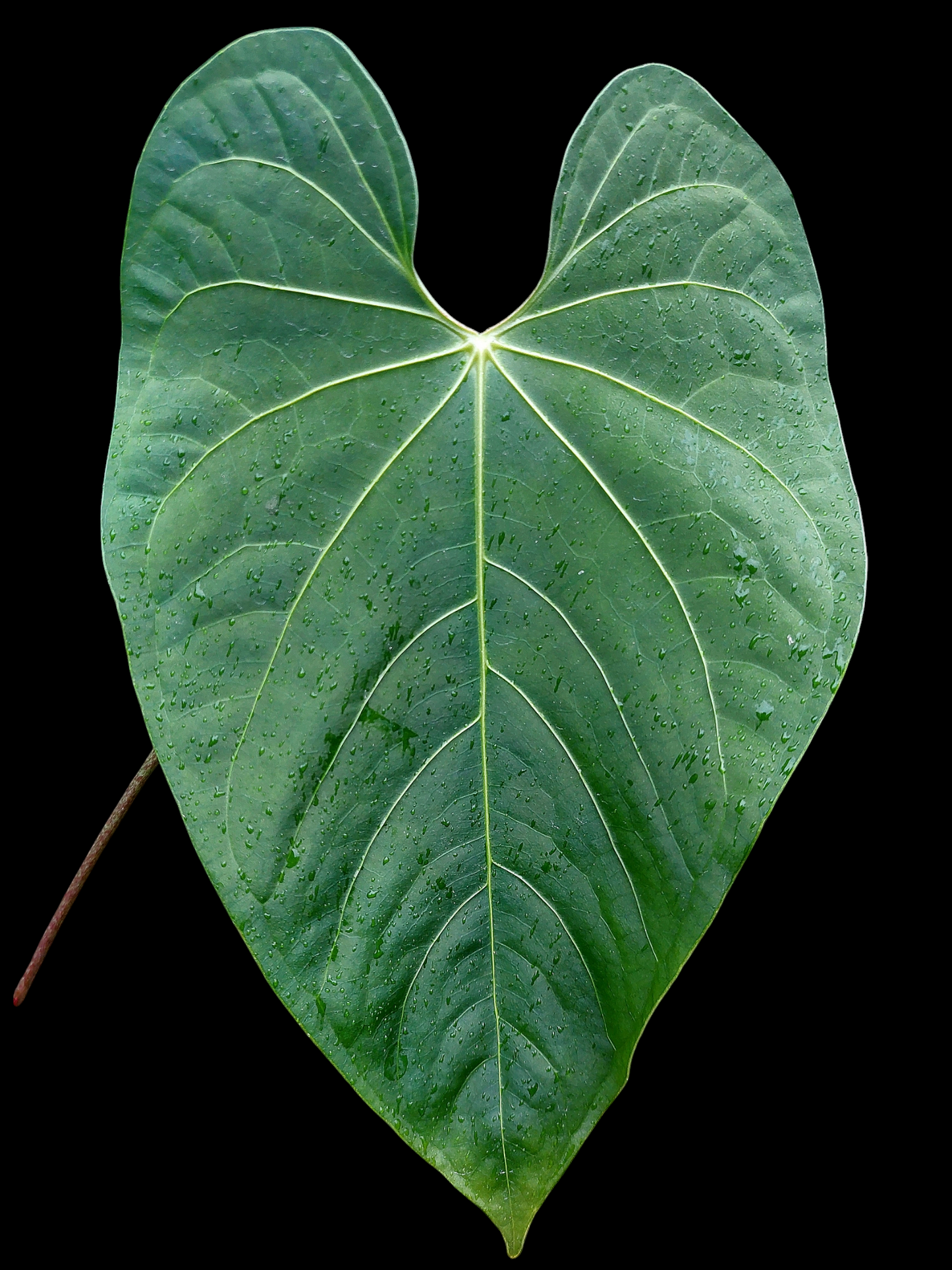 Anthurium sp. 'Huanuquense Velvet'  (EXACT PLANT)
