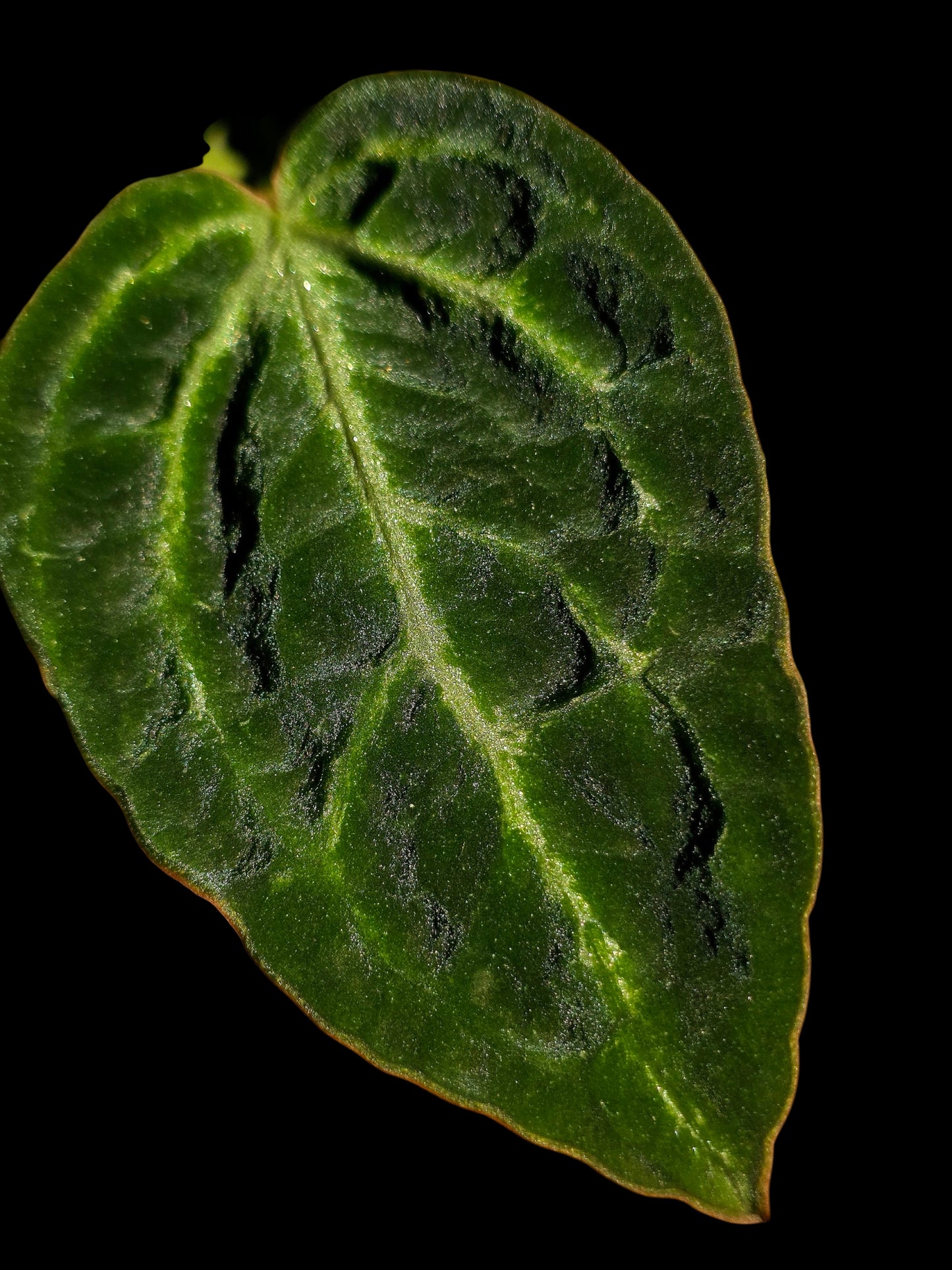 Anthurium sp. 'Amazon Monster Veins' Wild Ecotype (EXACT PLANT)