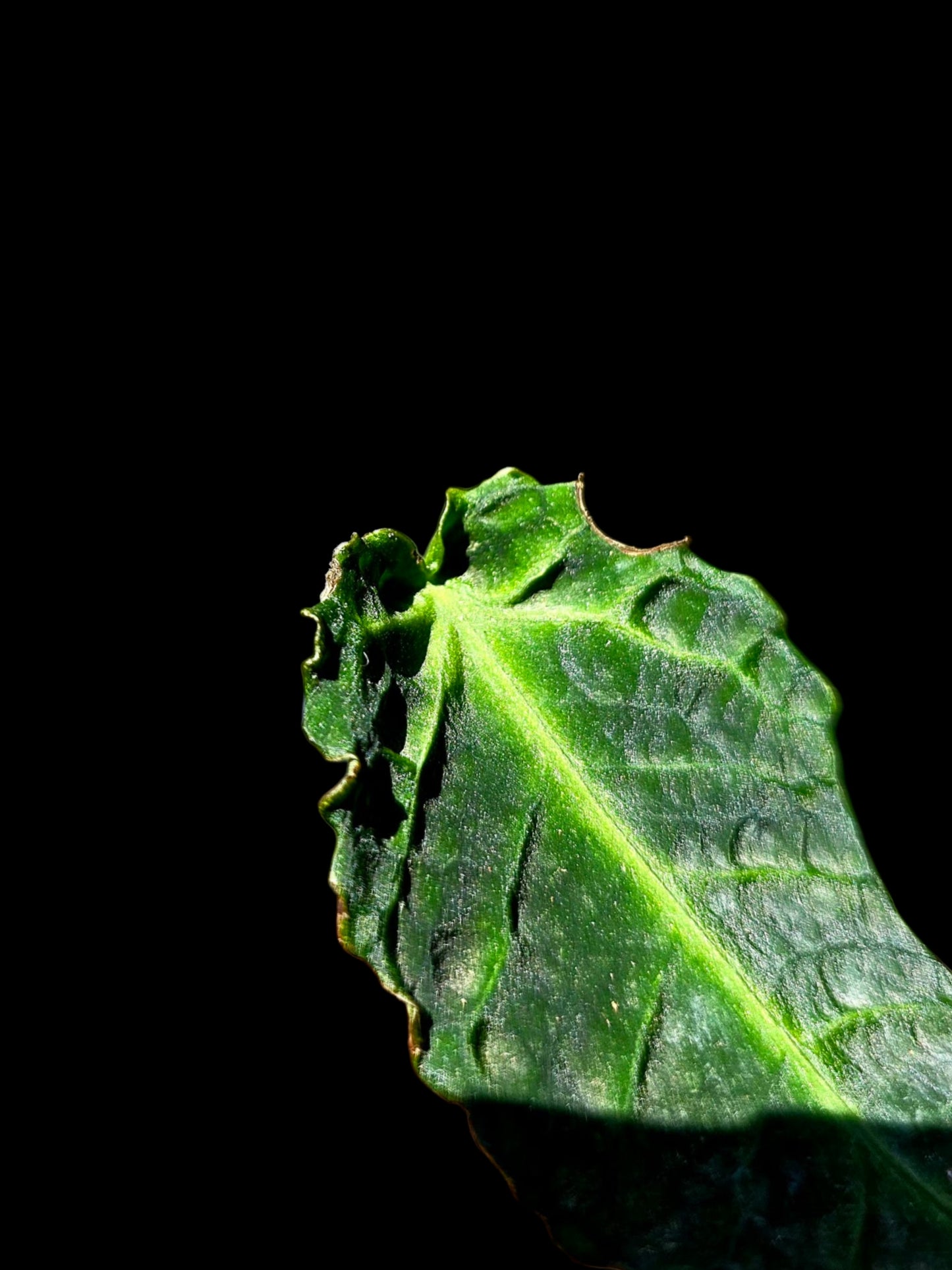 Anthurium sp. 'Andinum Lattice Crispus' Metamorphosis Phenotype (EXACT PLANT)