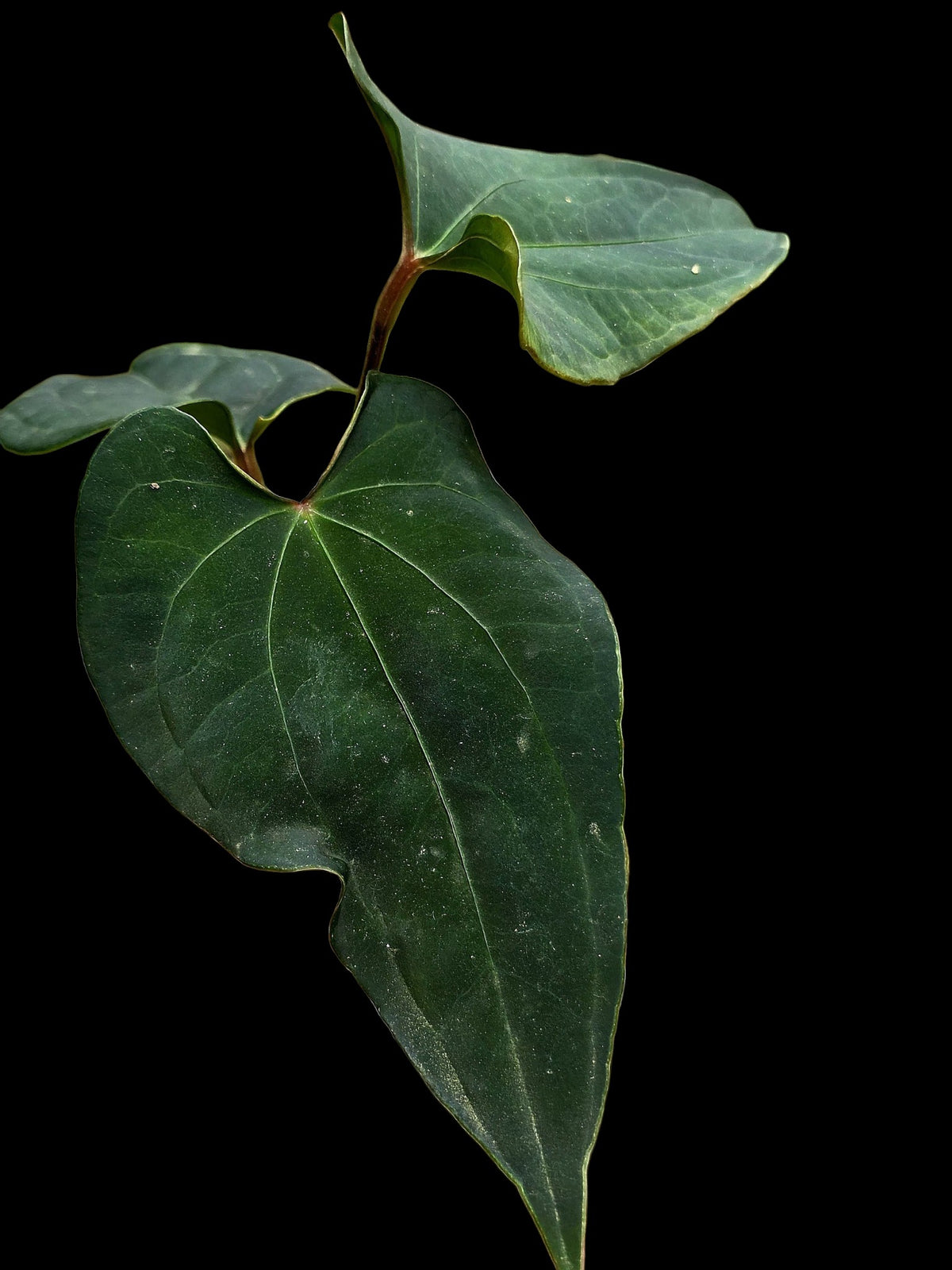 Anthurium sp. 'Huanuco Dark Velvet' Wild Ecotype (EXACT PLANT)