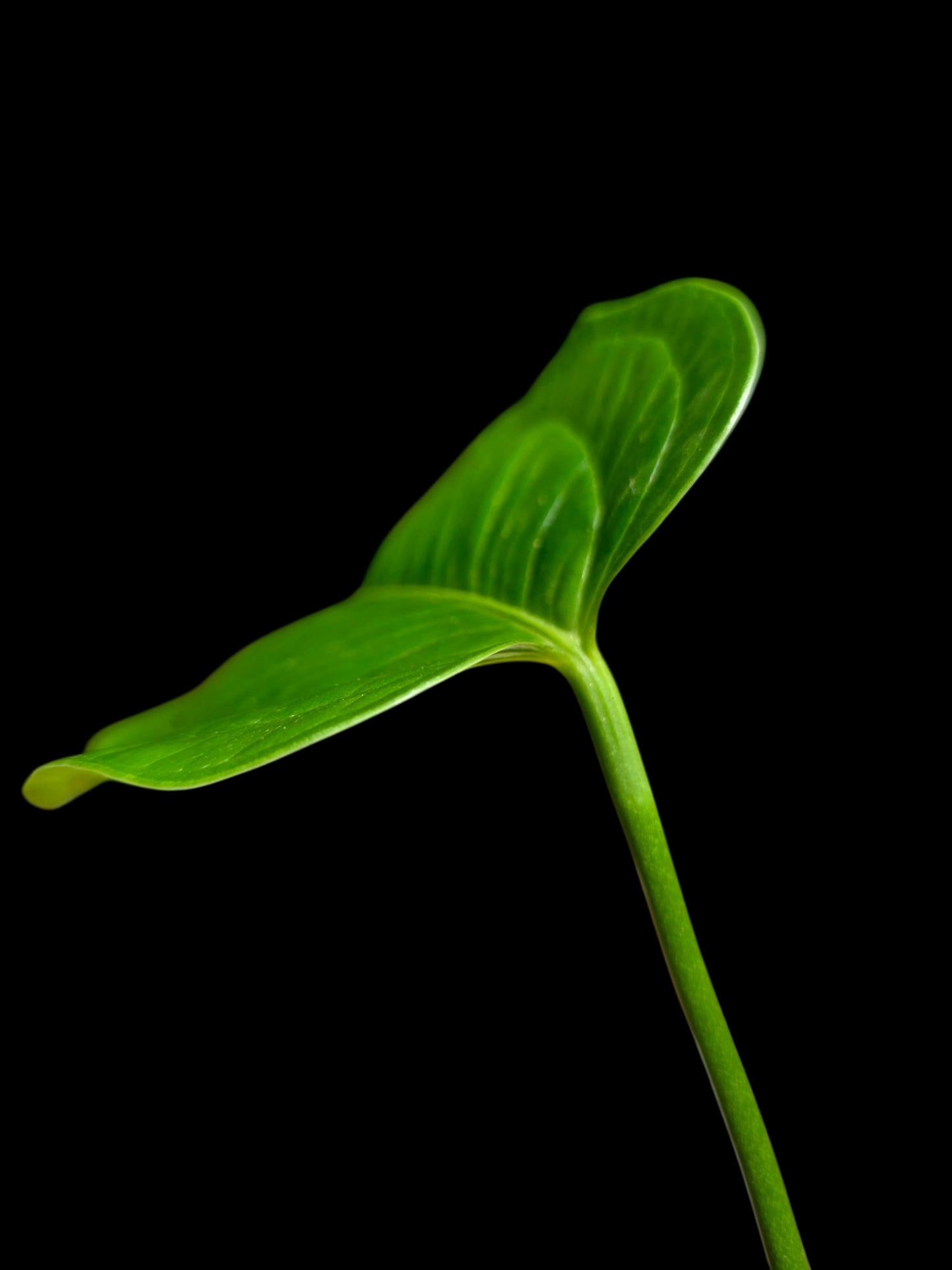 Anthurium Garskinii Croat (EXACT PLANT)