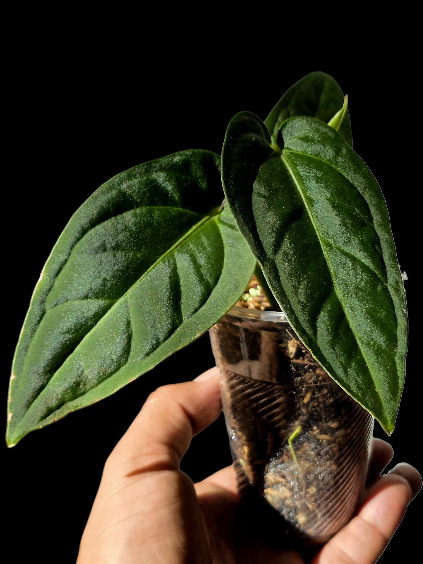 Anthurium Pulcachense Dark (EXACT PLANT)