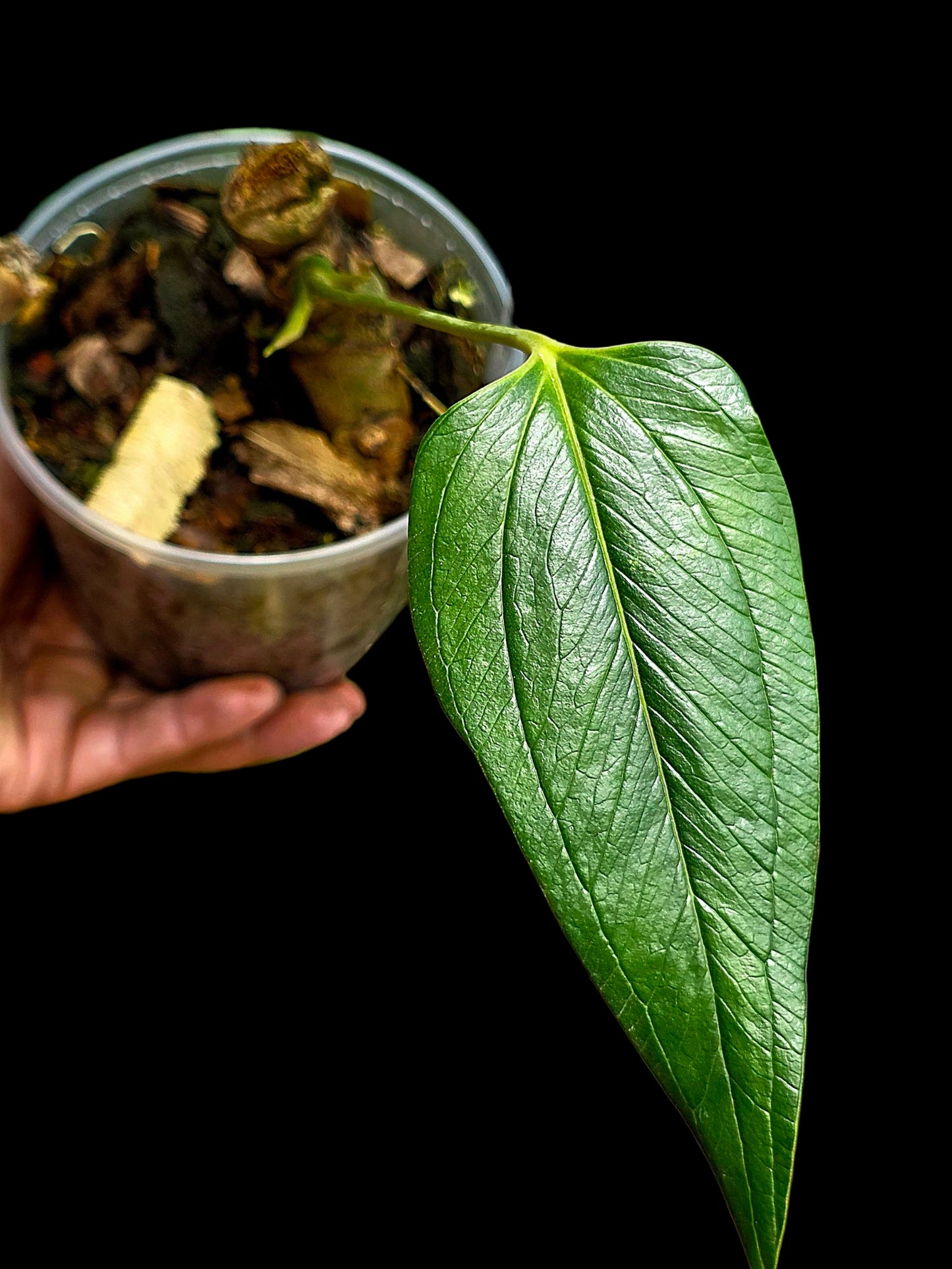 Anthurium sp. 'Indian Arrow' Wild Ecotype (EXACT PLANT)