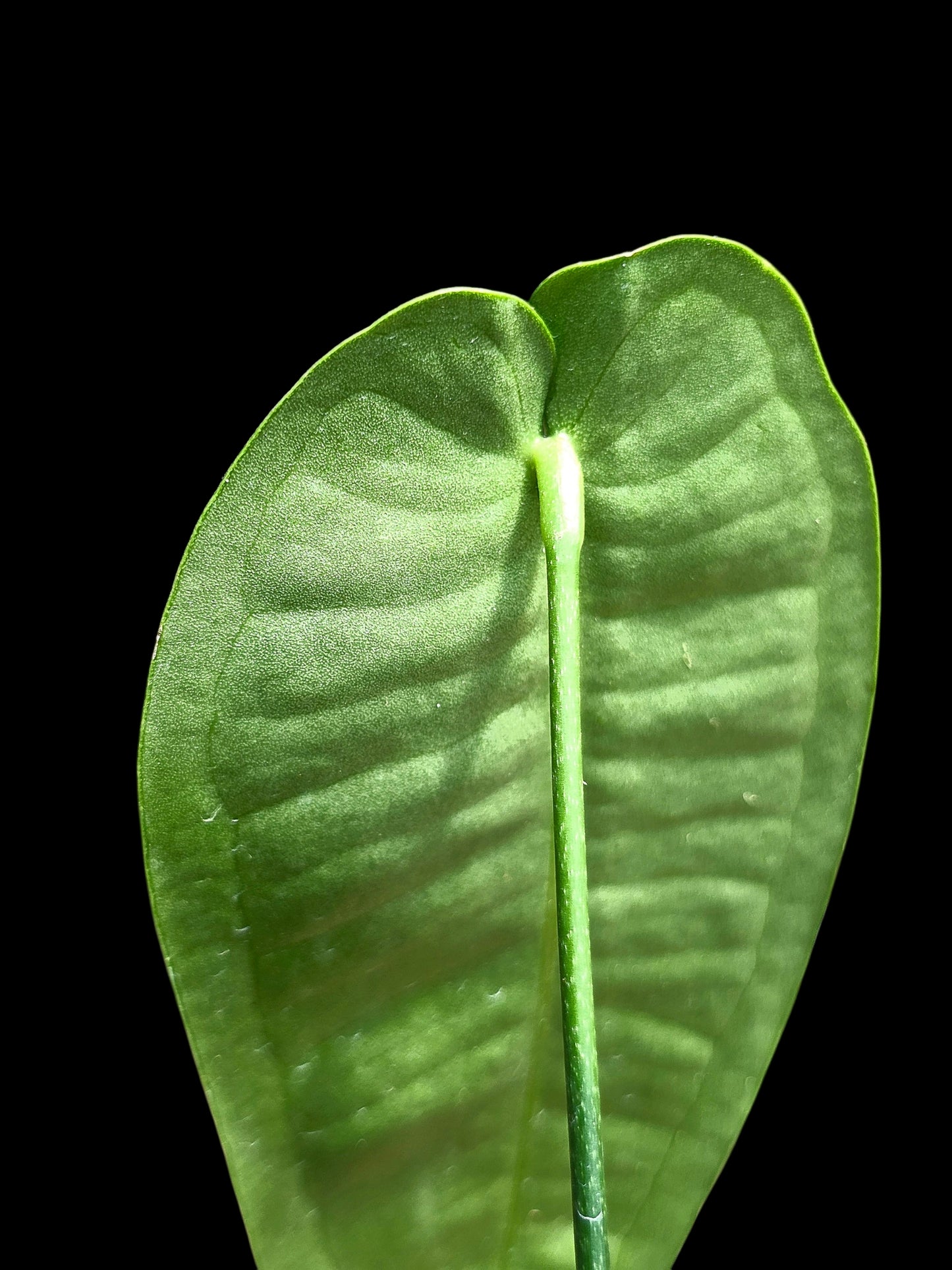 Anthurium Timplowmani Wild Ecotype (EXACT PLANT)