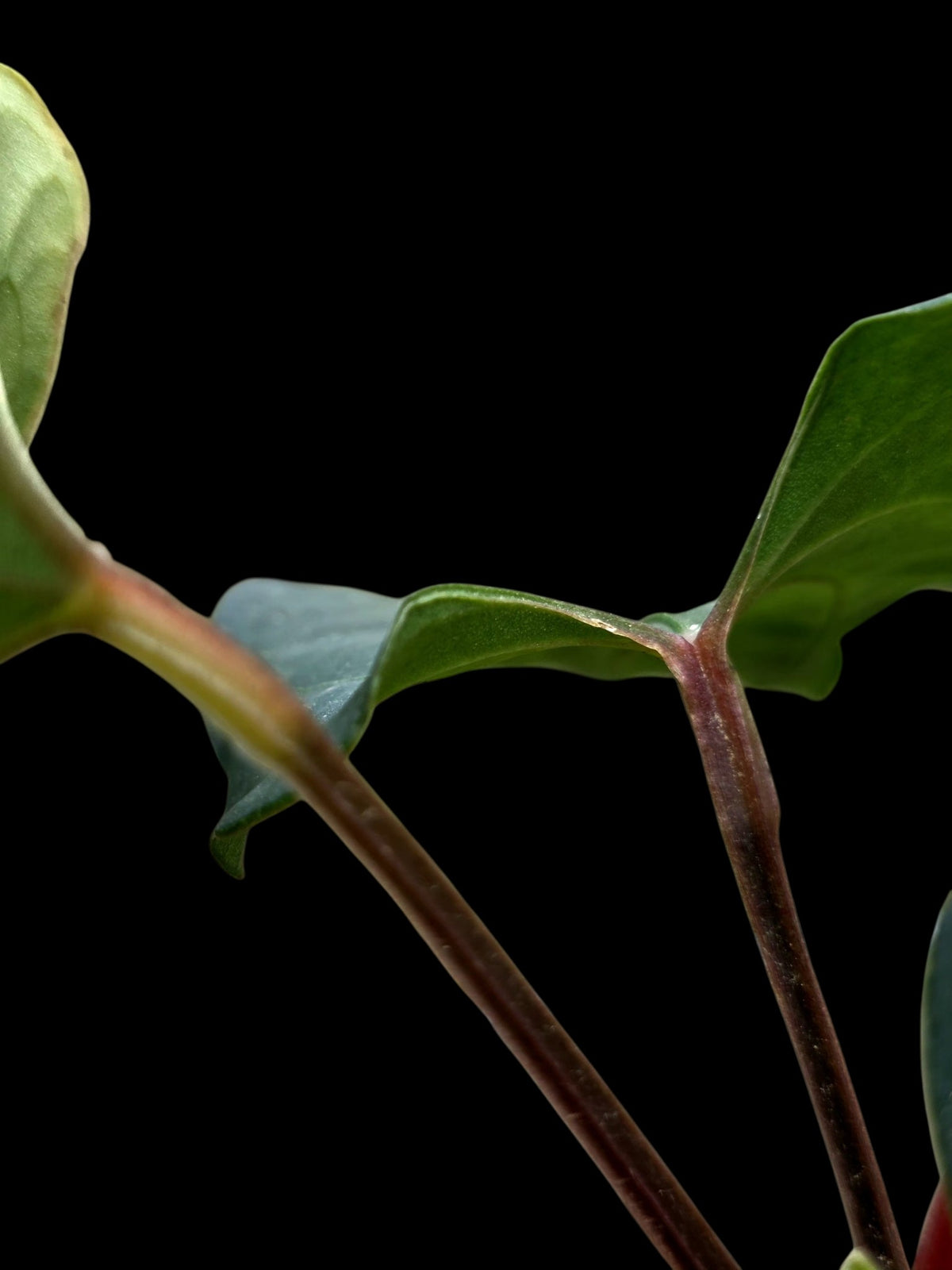 Anthurium sp. 'Huanuco Dark Velvet' Wild Ecotype (EXACT PLANT)