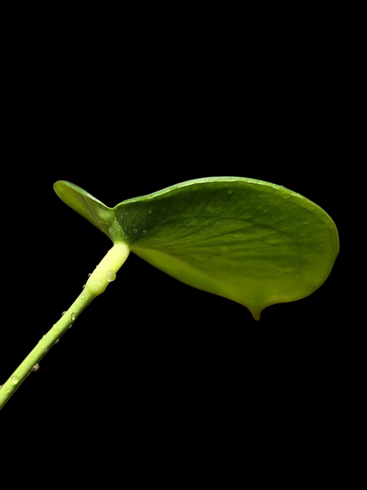 Anthurium Peltigerum 'Turtle Shell' (EXACT PLANT)