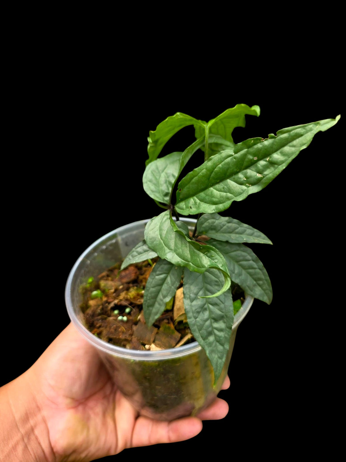 Anthurium sp. 'Abiseo Silver Fingers' (EXACT PLANT)