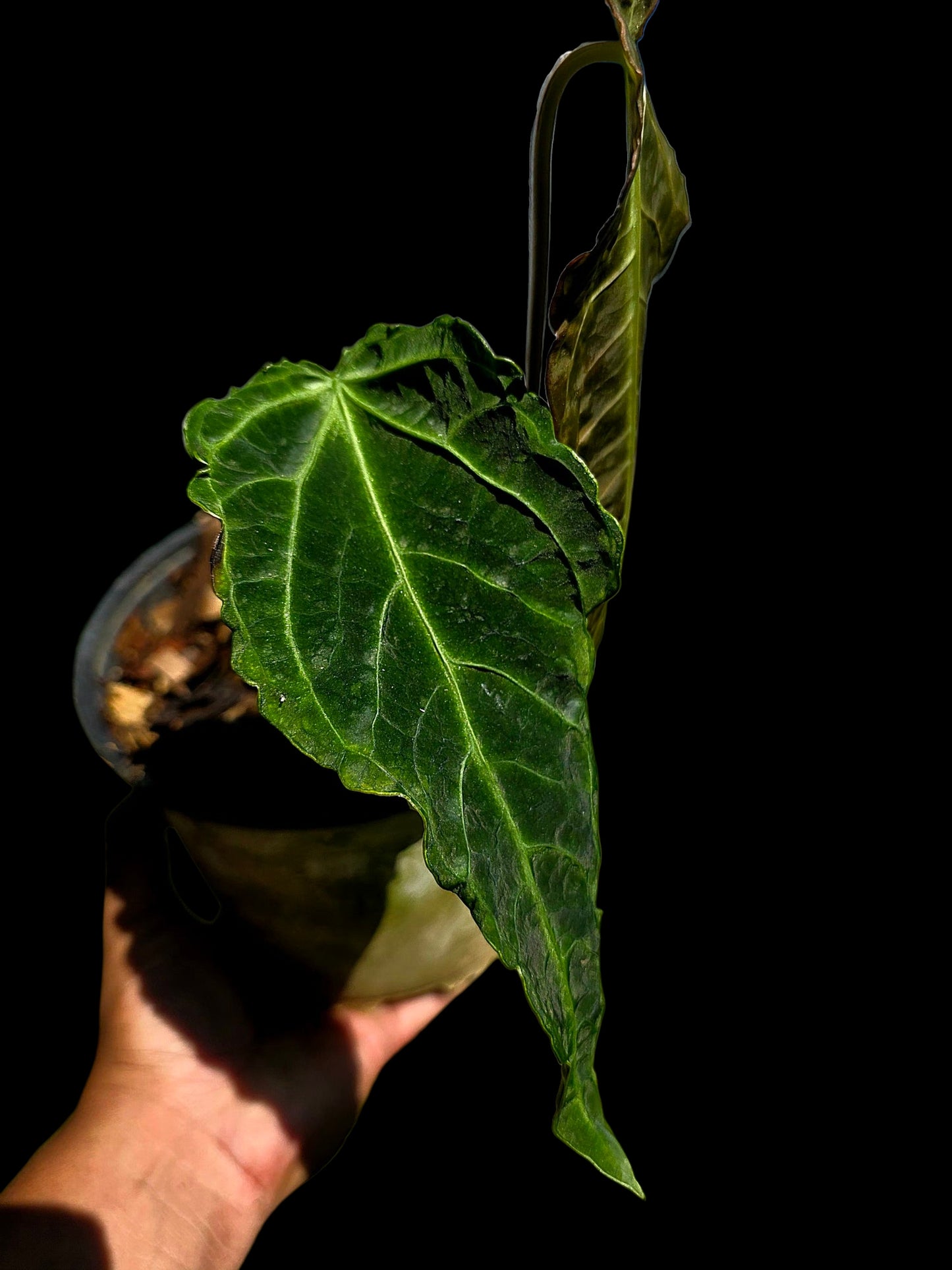 Anthurium sp. 'Andinum Lattice Crispus' Metamorphosis Phenotype (EXACT PLANT)