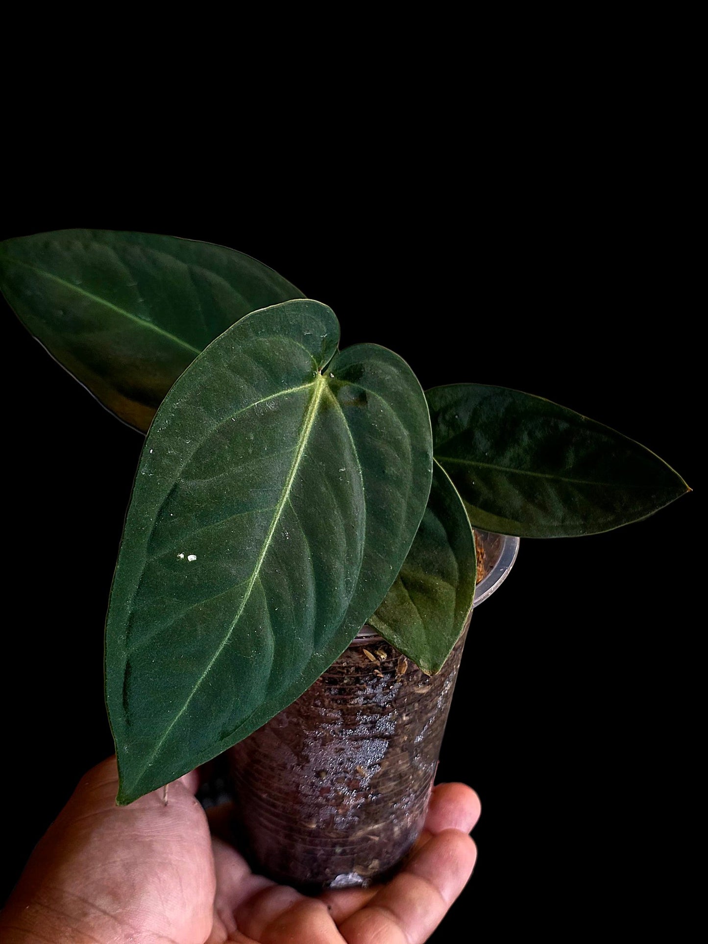 Anthurium Pulcachense Dark (EXACT PLANT)
